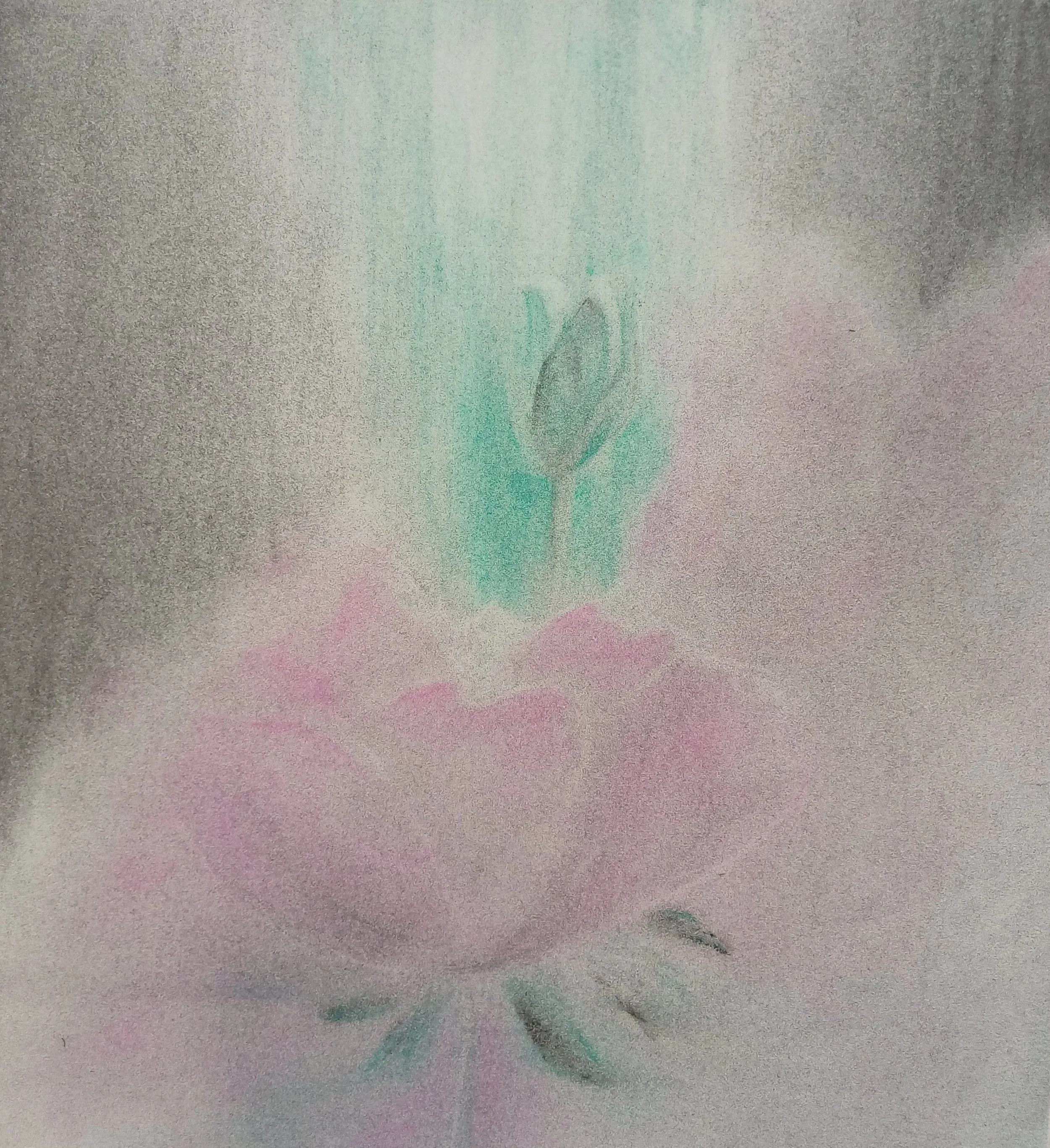 Bildfarben Rose 1.25.jpg