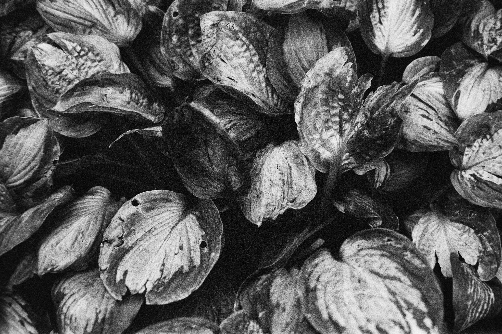 _DSF5902_X-H2_20241005.jpg