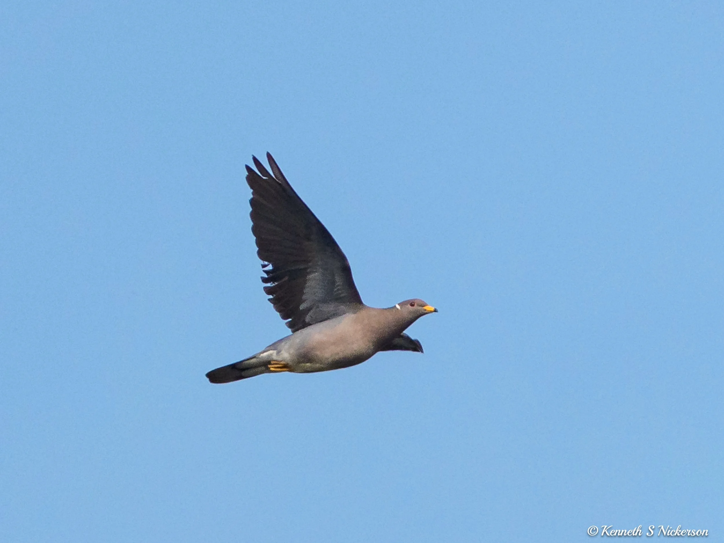 Santa Barbara Birding Post 1