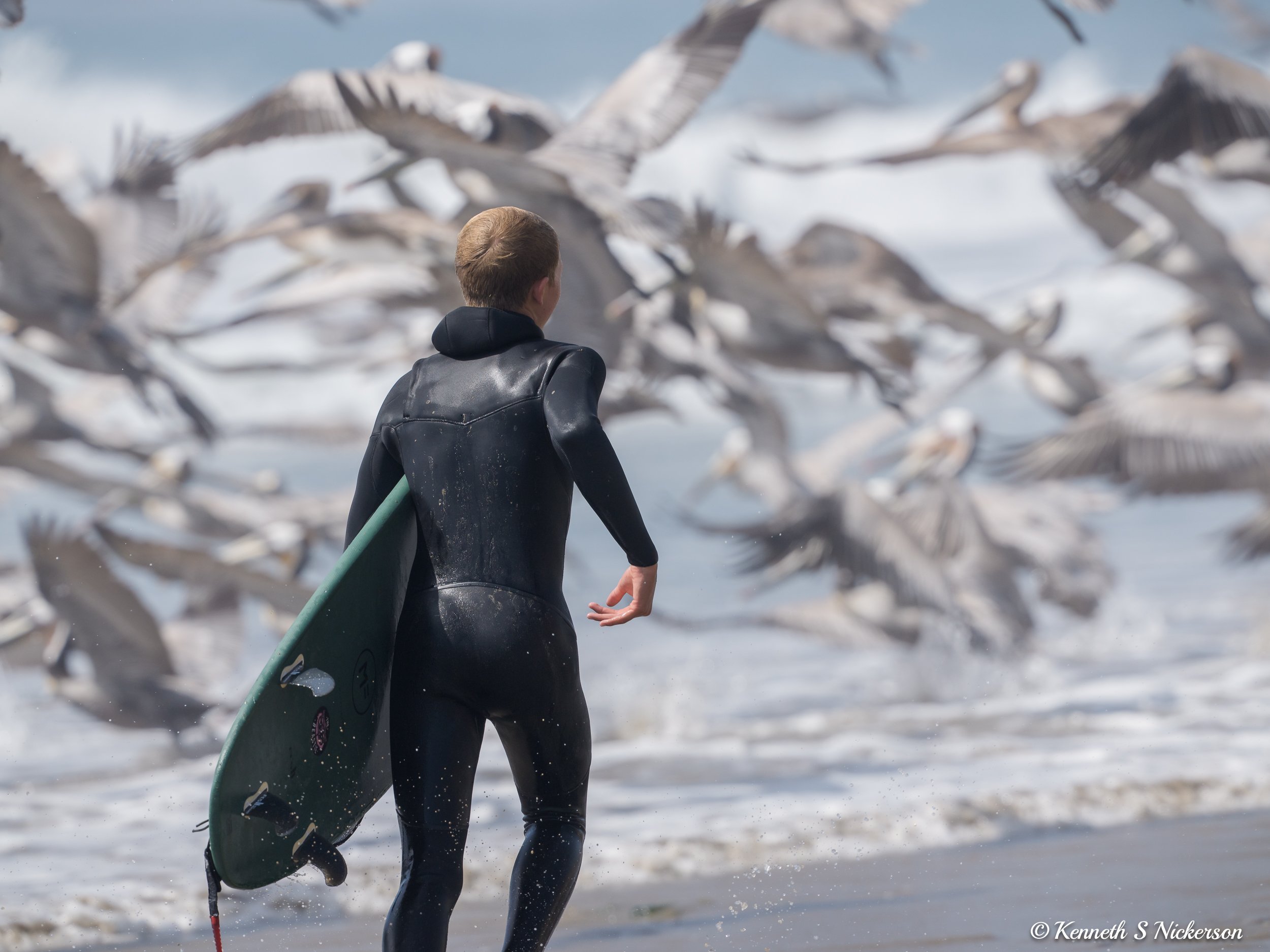 Santa Barbara Birding Post 2