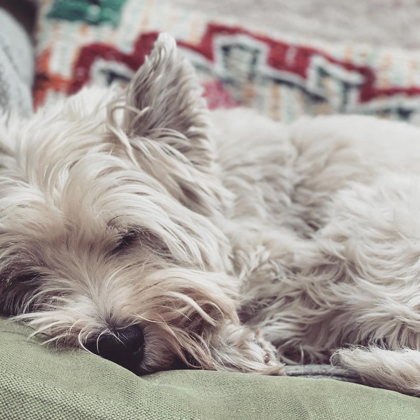 My colleague is having a restful day #henry #notfeelingit #workshy #productive #westiesofinstagram #westie #interiors #design #home #styling #lazy #sleepy #london #penreathandhall #sofa.com #thewhitecompany