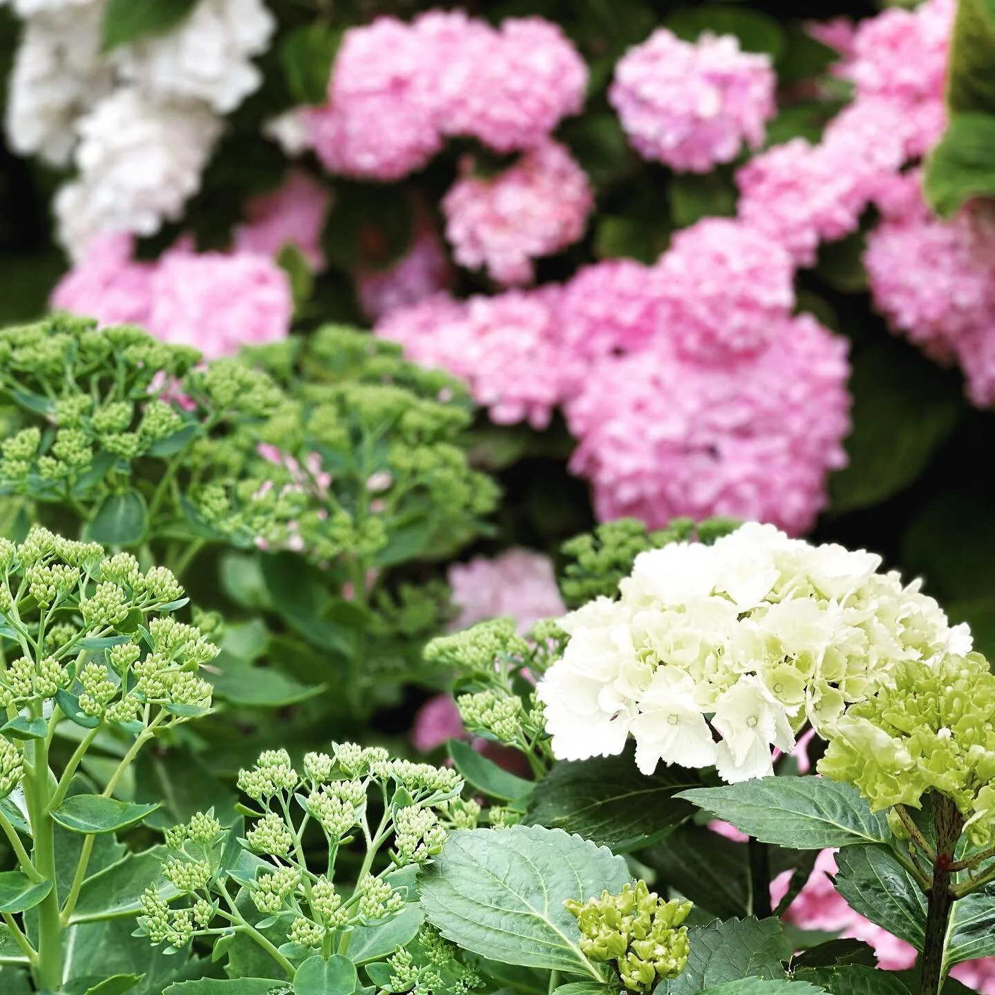 Lovely to come back to my garden in full bloom #hydrangea #garden #london #summer #favourites