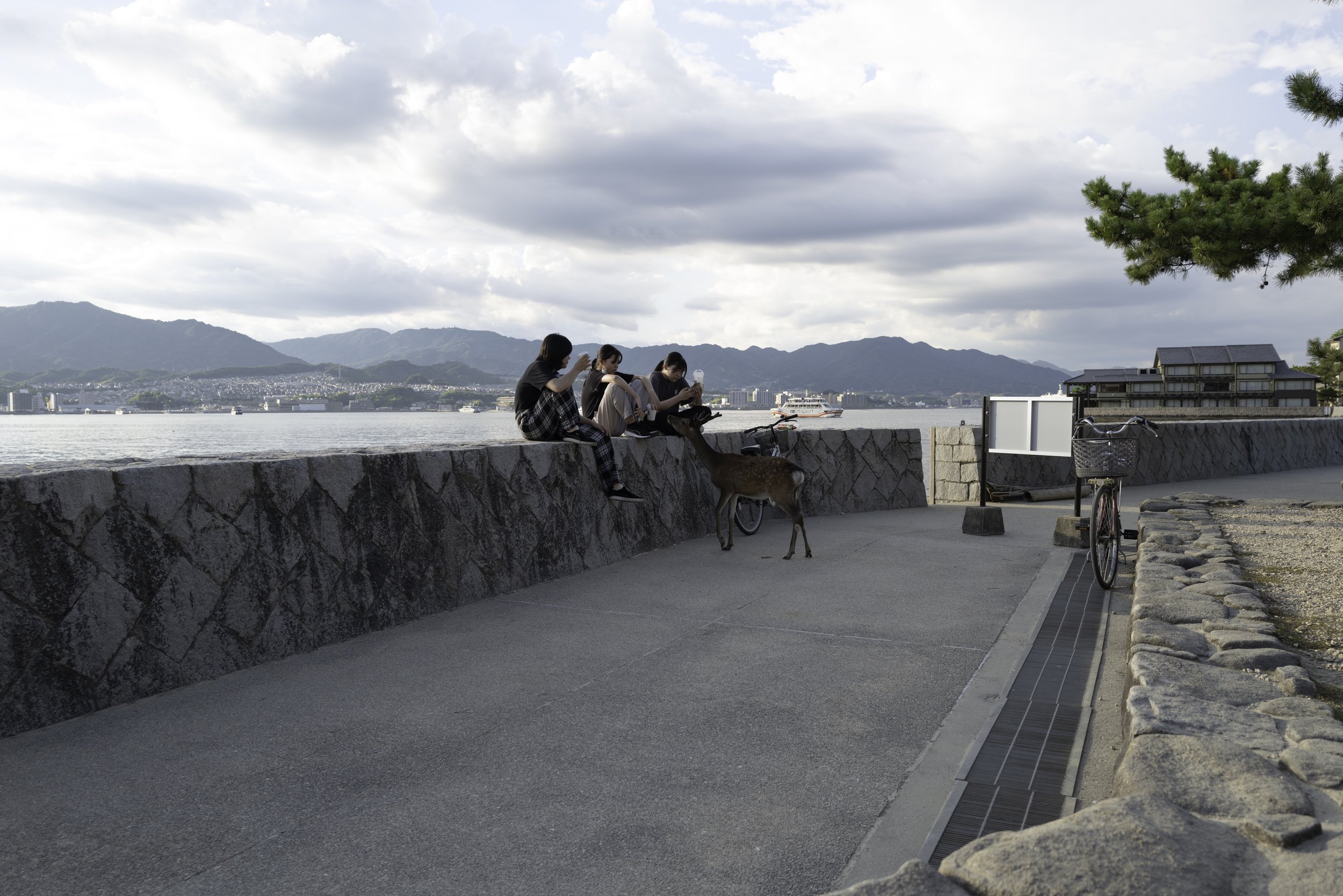 Hiroshima - Miyajima - Torii -1080340.jpg