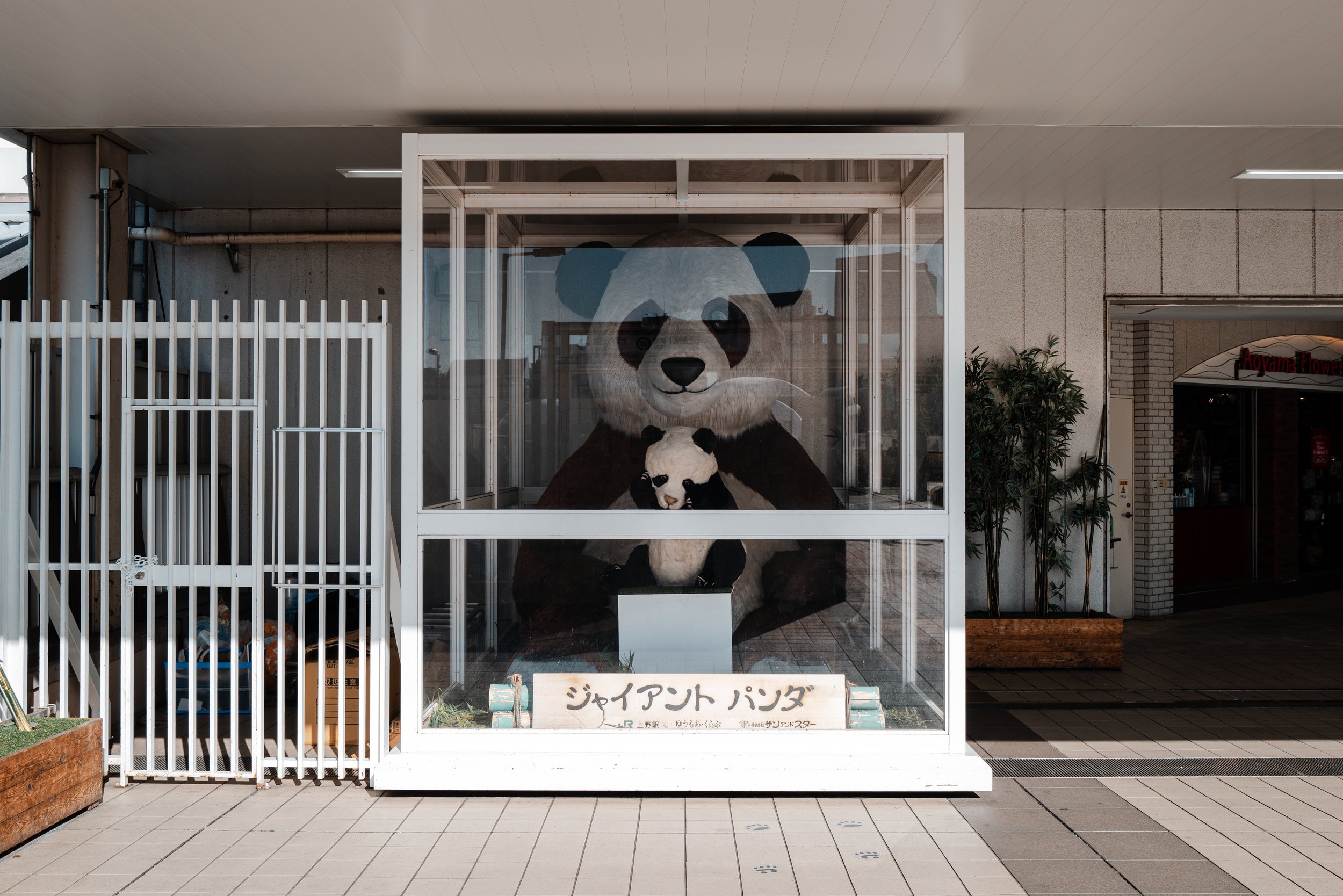 Panda of Ueno Zoo