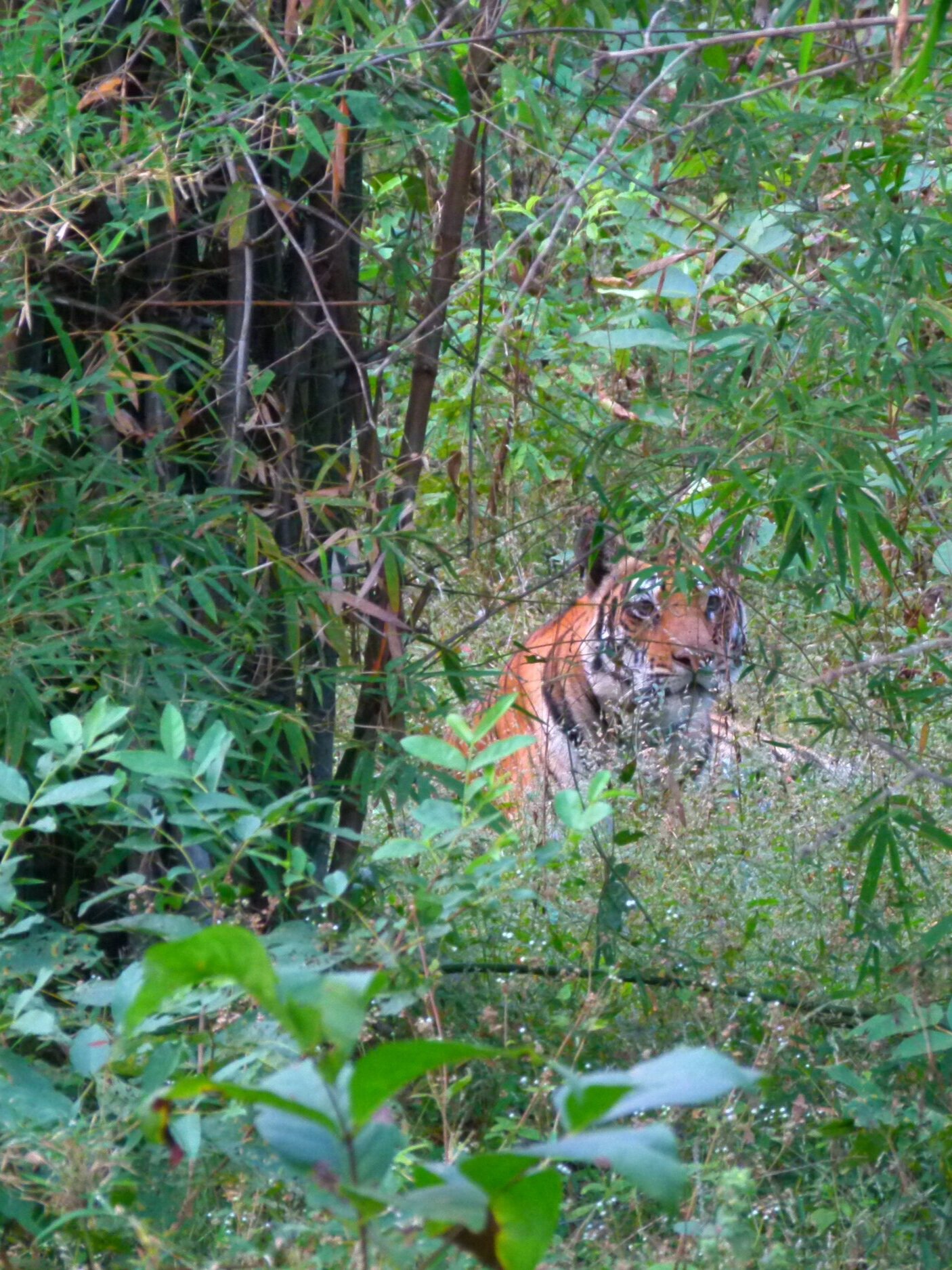 India+Tiger+Trekking+2.jpg