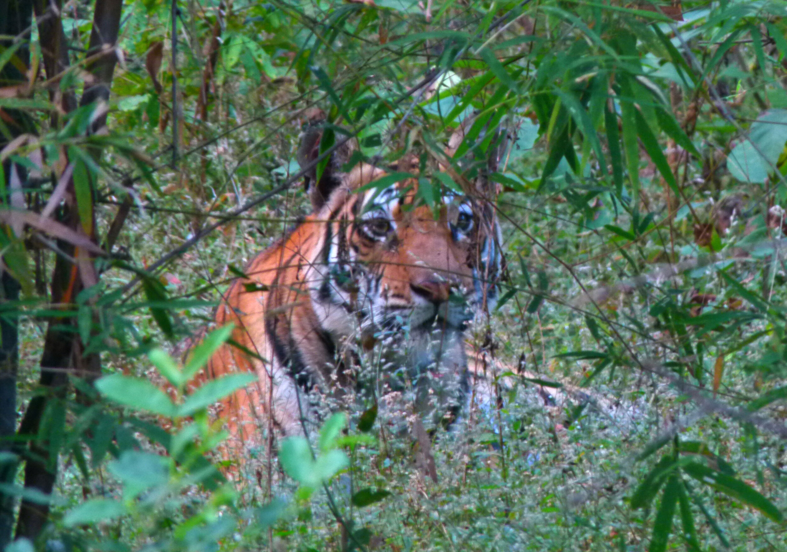 2011_India-549a.jpg
