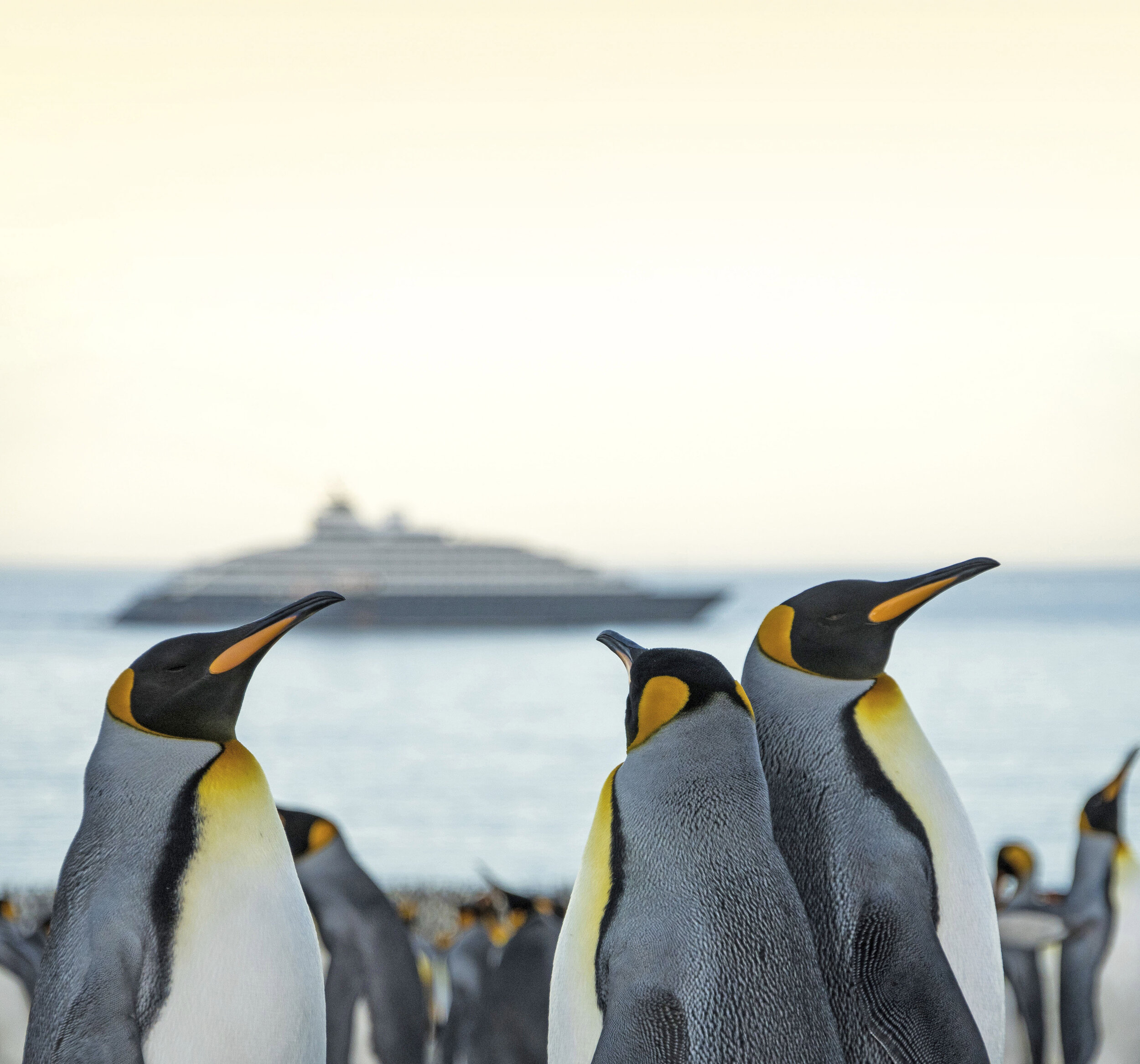 SE-Falklands-King-Penguins-Niko-Paulin-001.jpg