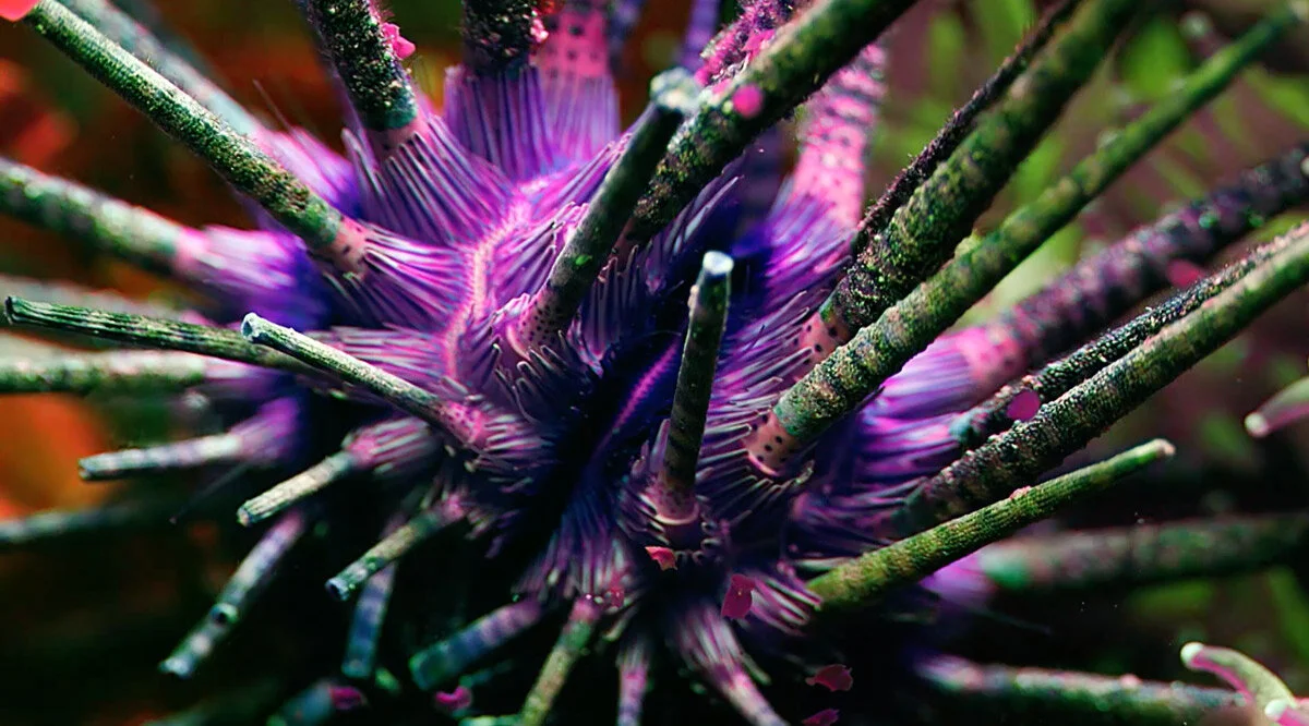 Studio Moross Showreel 2018