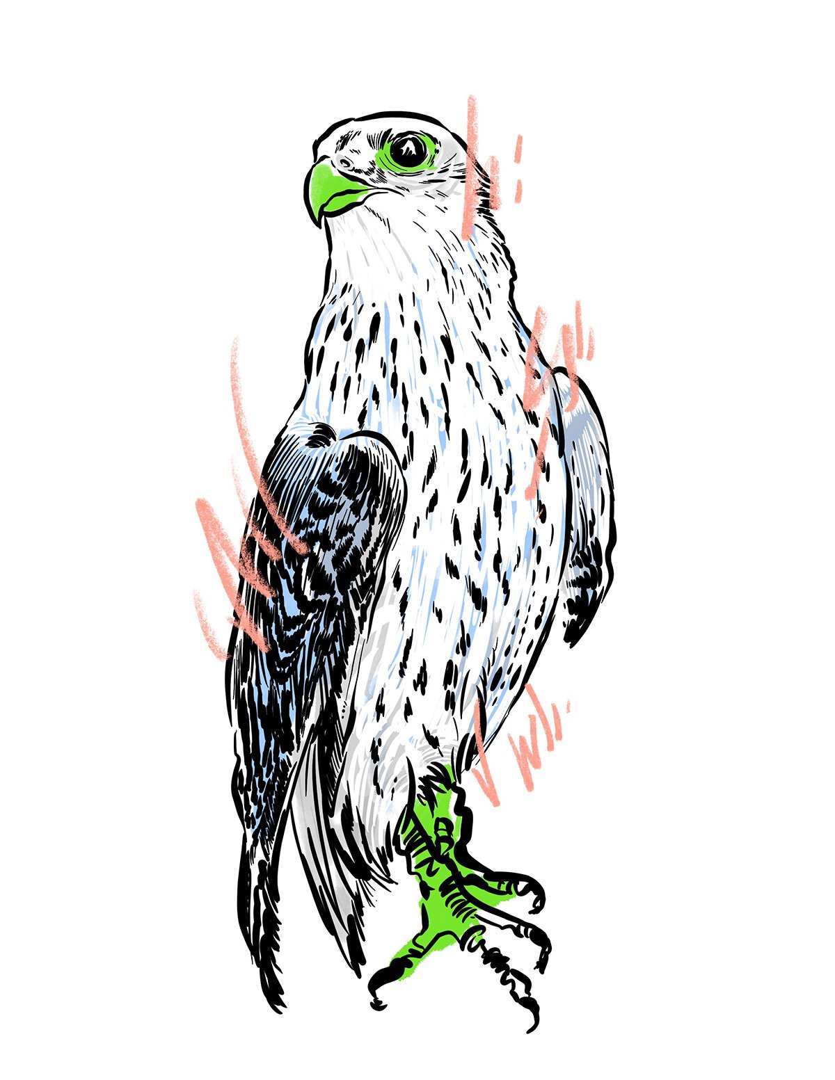 Flaunt_Falcon.jpg
