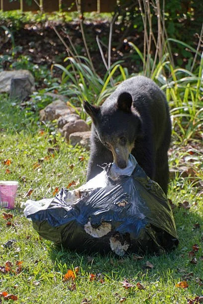 BEAR ALERT! There have been multiple sightings of bears throughout the neighborhood. Exercise caution.