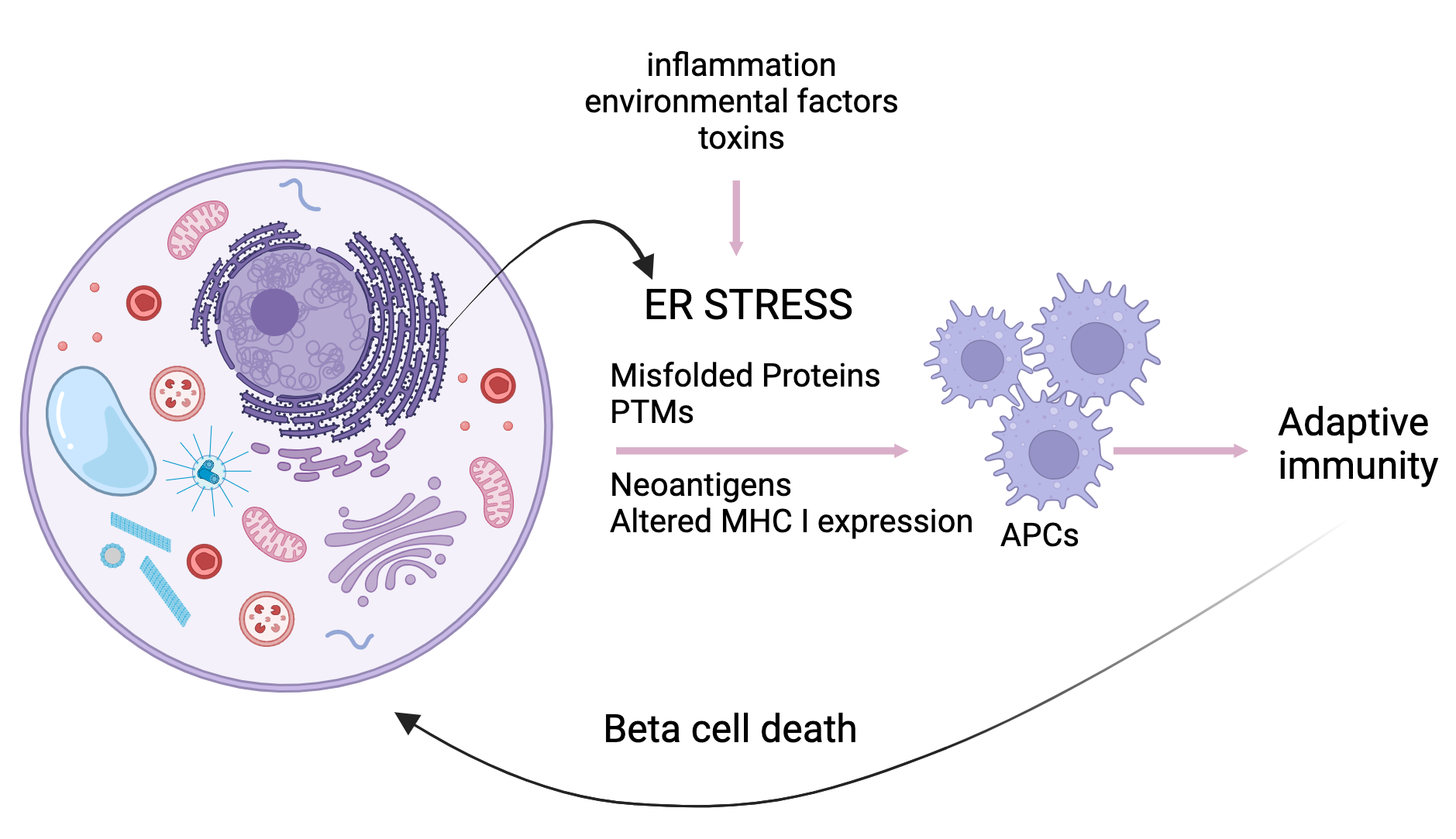 Beta Cell Crosstalk Under Flow Reference: Beta Cell Immune Cell Crosstalk
