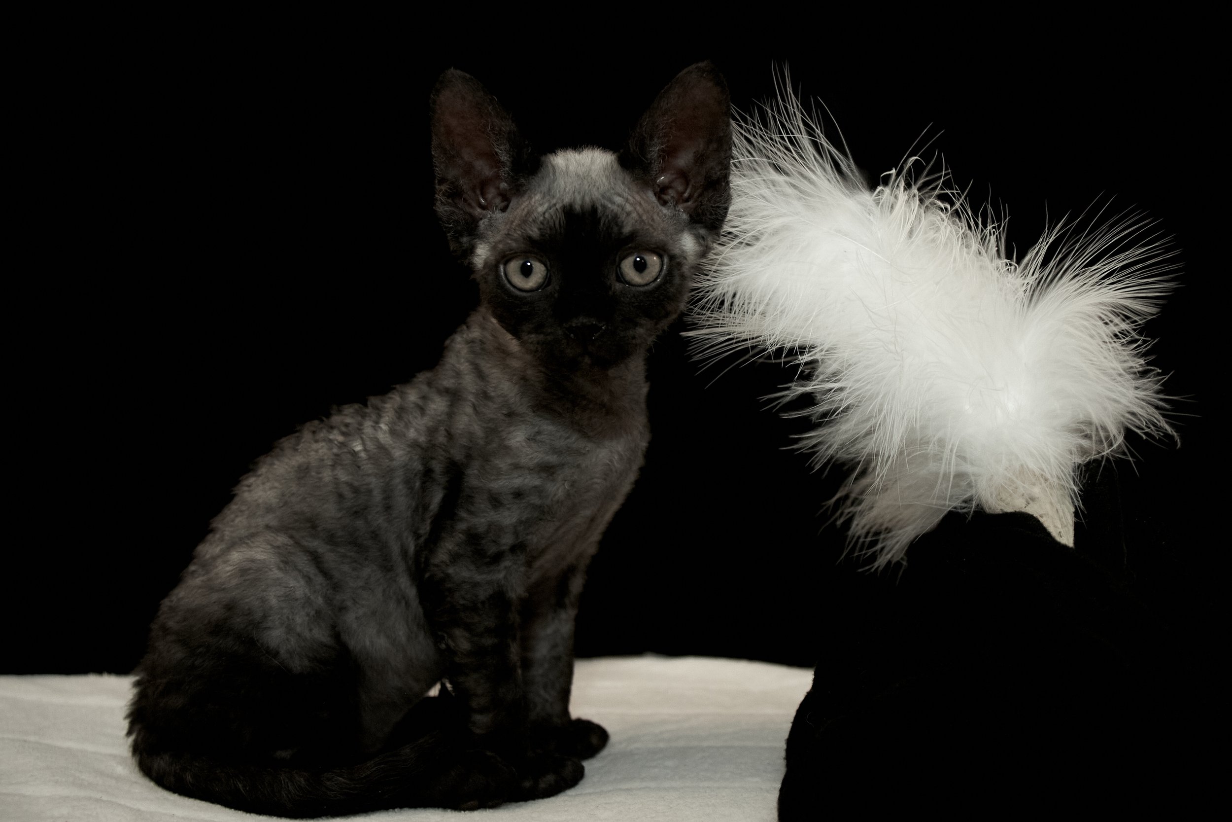 kitties_20230329_0297.jpg