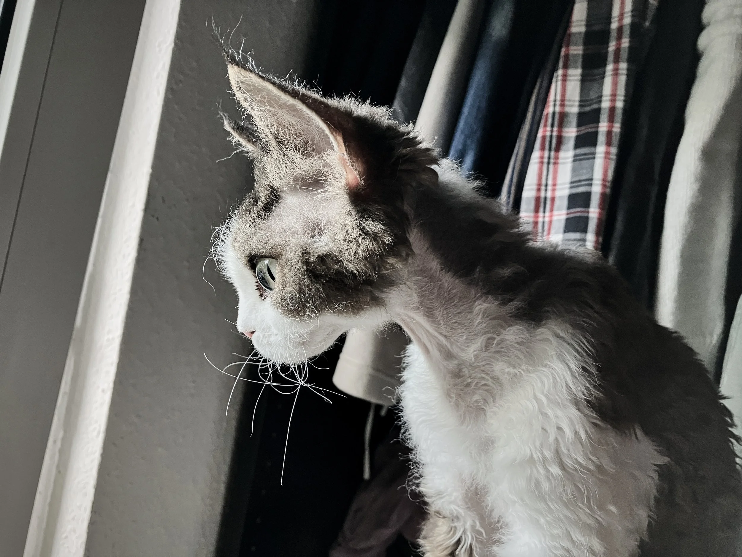 kitties_20230619_1001.jpg