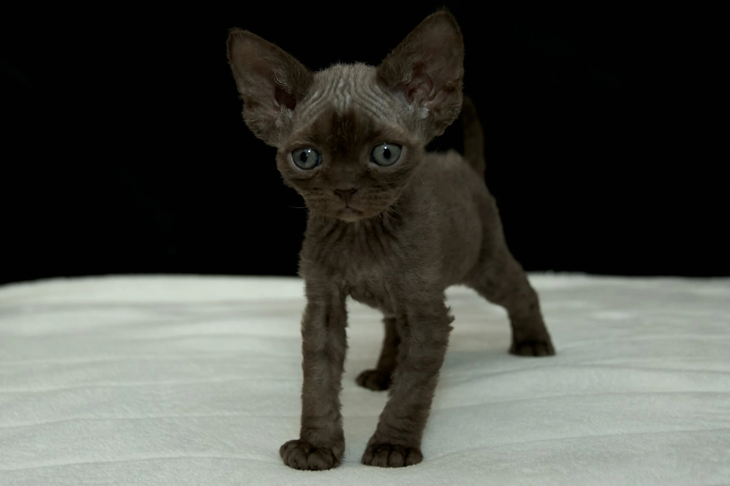 kitties_20230312_0231 1.jpg