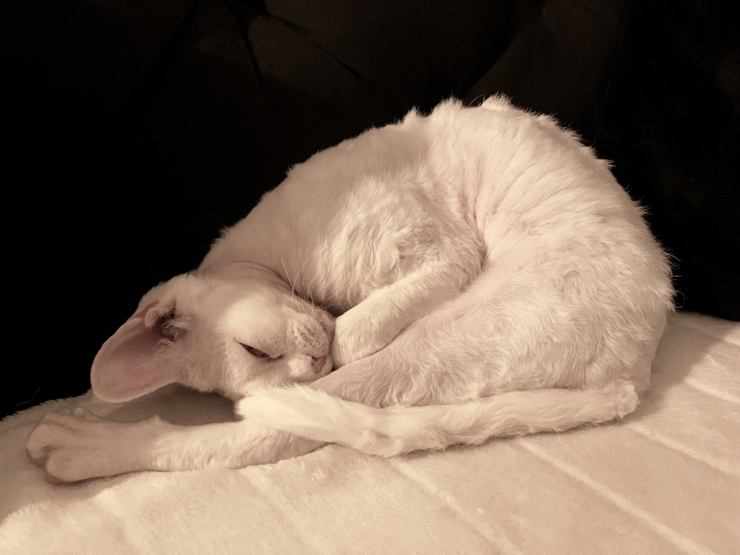 kitties_20240416_0751 1.jpg