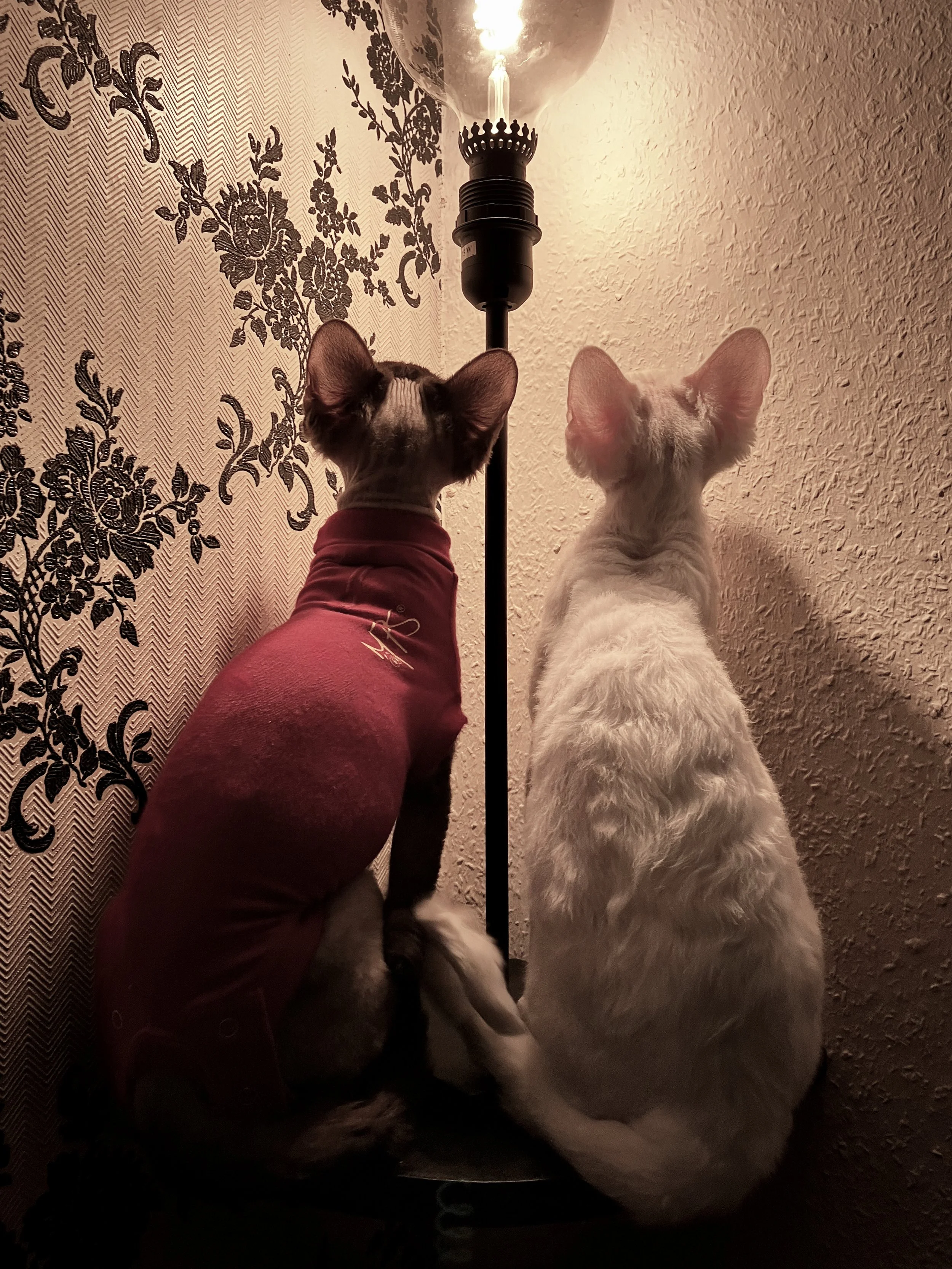 kitties_20240419_0753 1.jpg