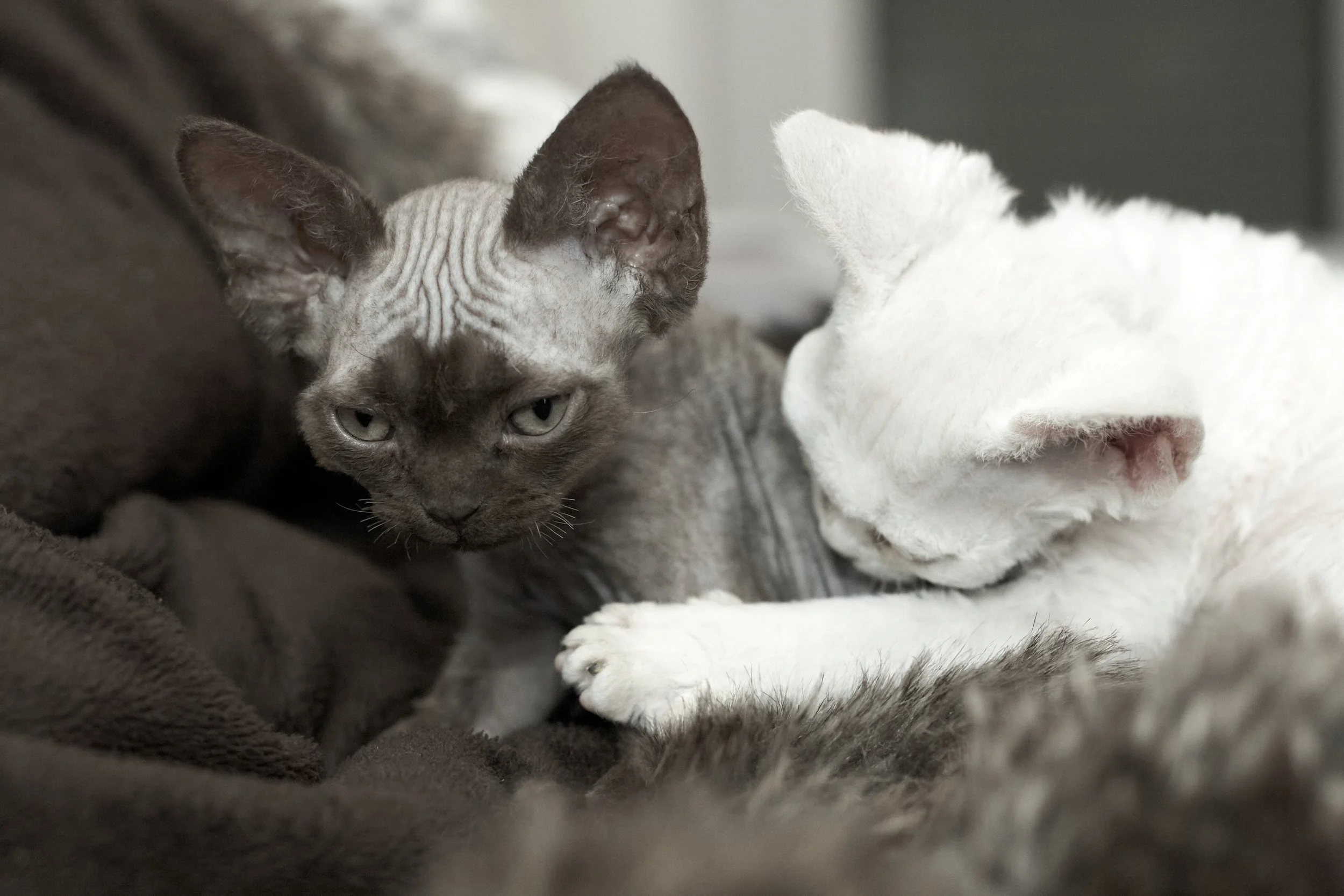 kitties_20230403_0369.jpg