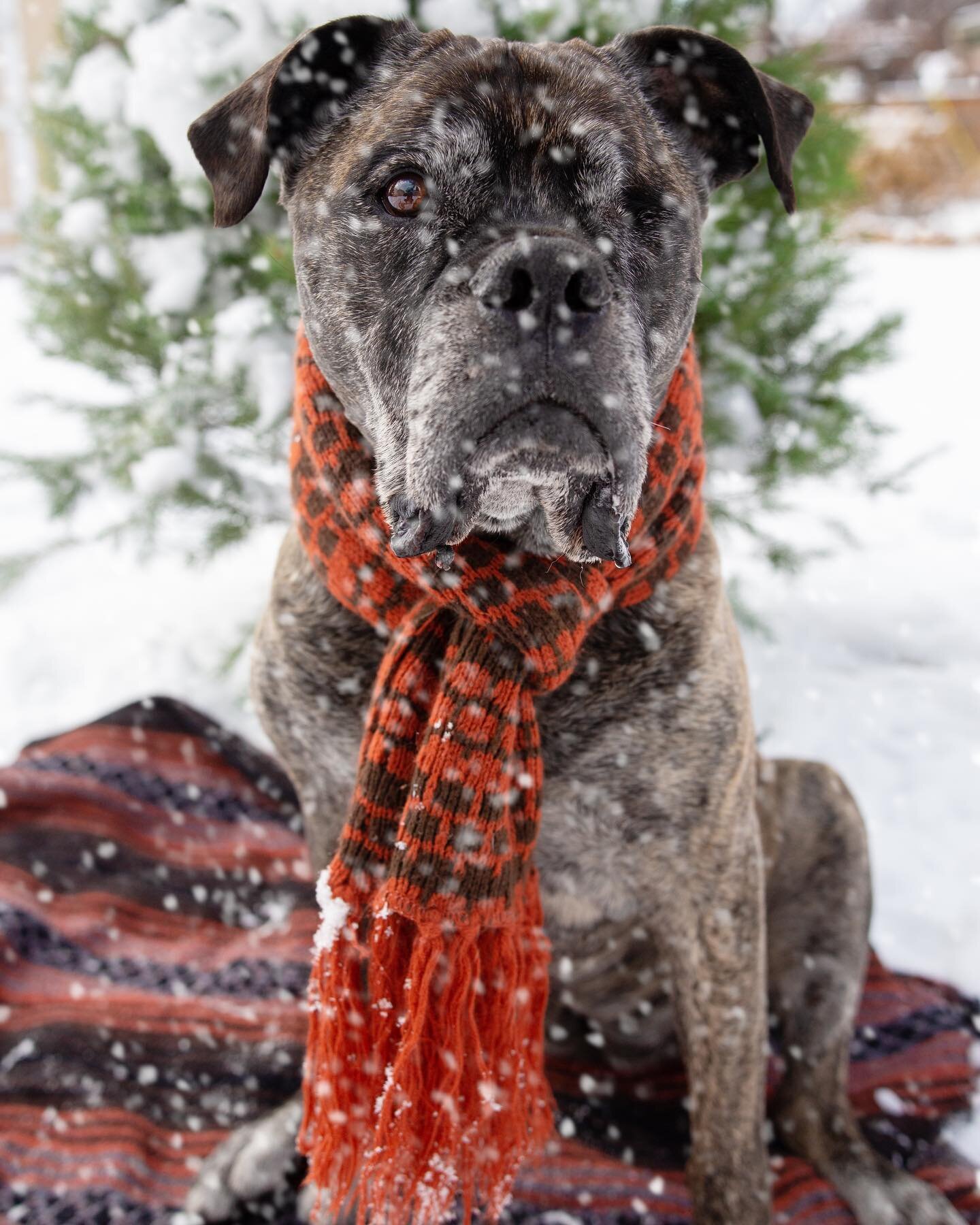 Snow dog Corrina #snowdogs #erinthamesphotography #erinthamesphoto #erinthames #petphotography #mastiff #oneeyeddog #dog #dogsofinstagram #northerncoloradophotographer #fortcollins