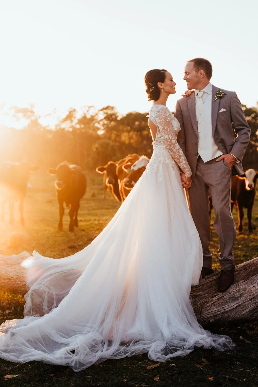 A bride and groom in wedding attire standing on a log outdoors at sunset, holding hands, with cows grazing in the background.