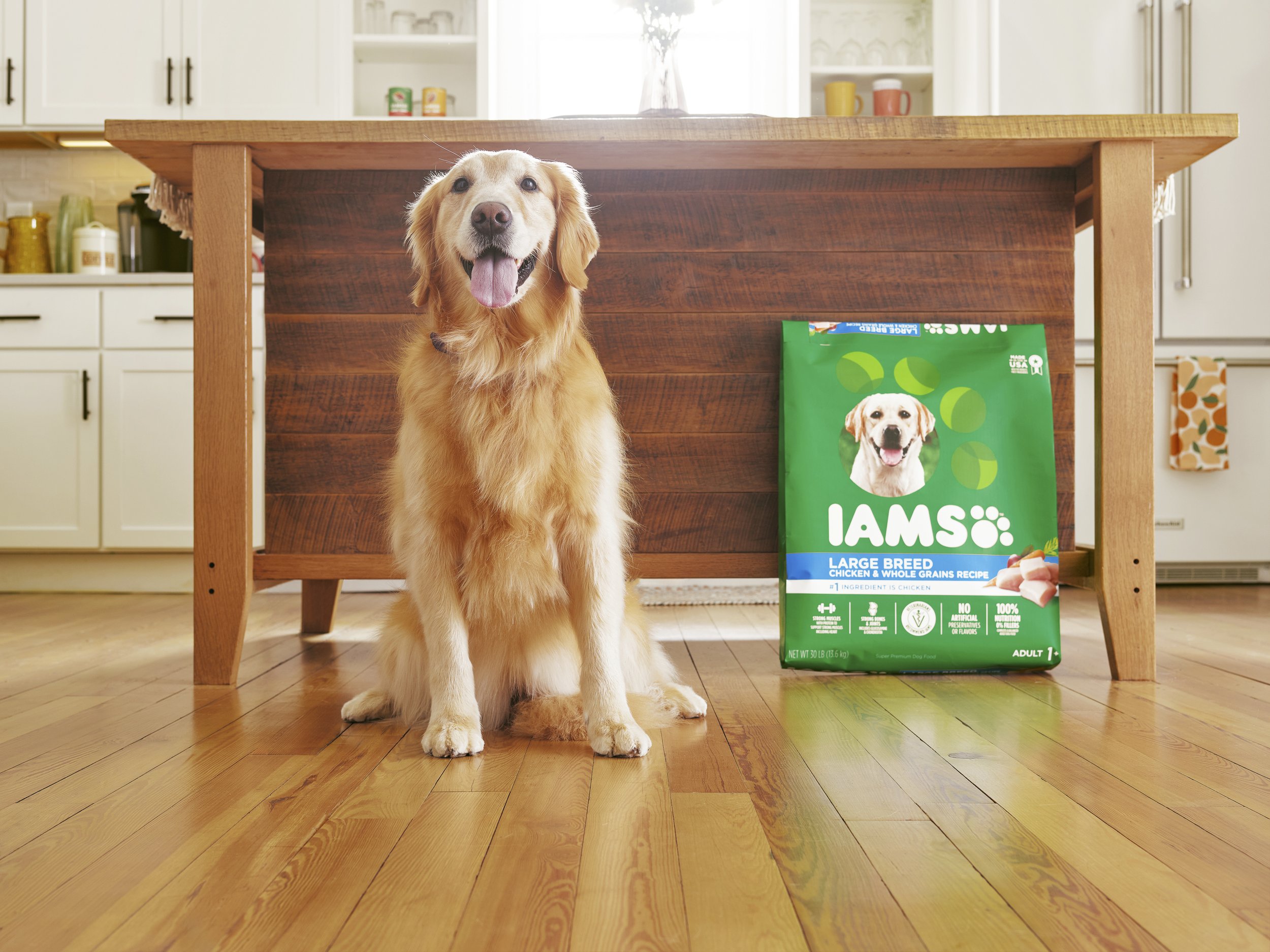 IAMS DOG LIFESTYLE_ADULT_16627.JPG
