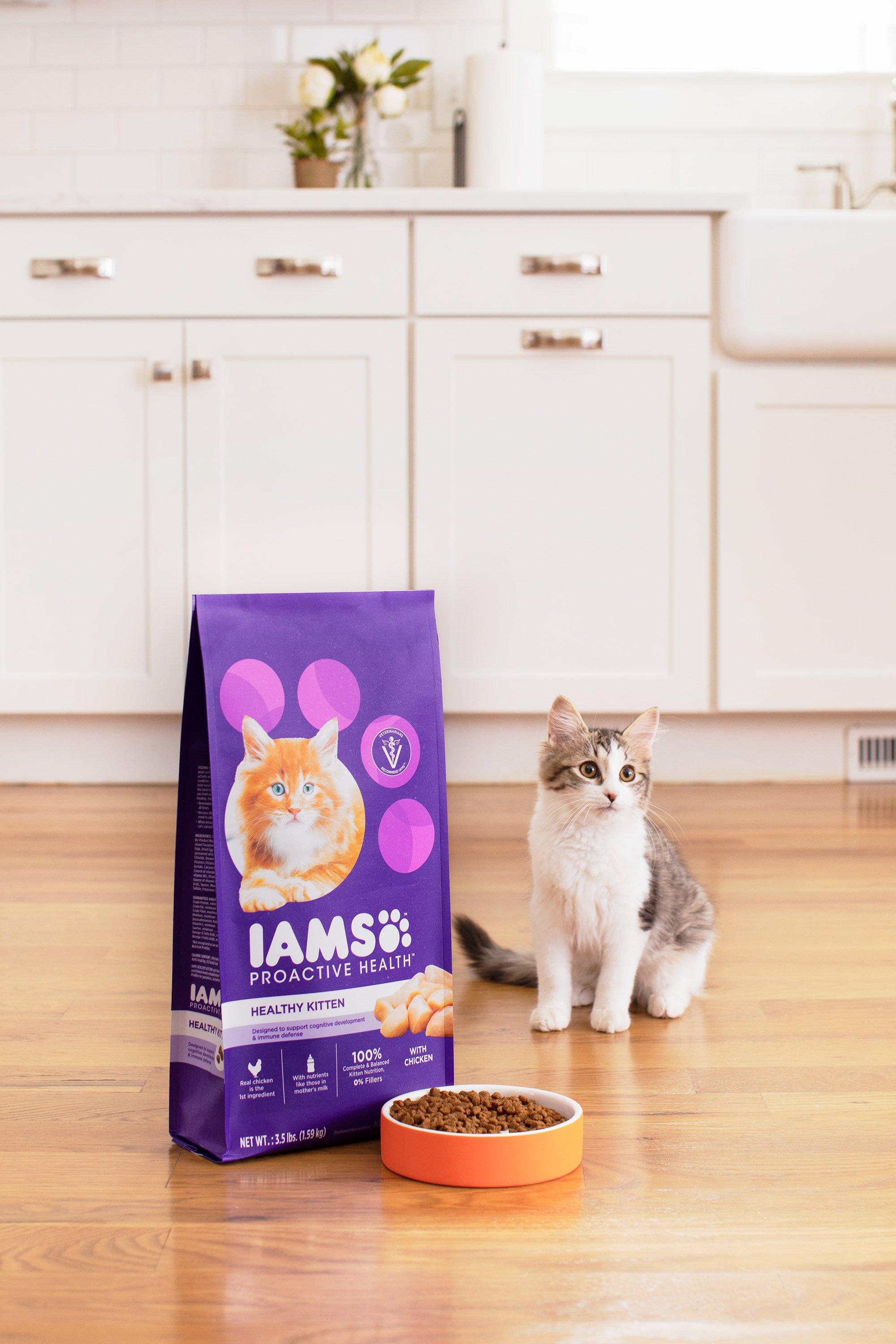 IAMS Kitten2399.jpeg