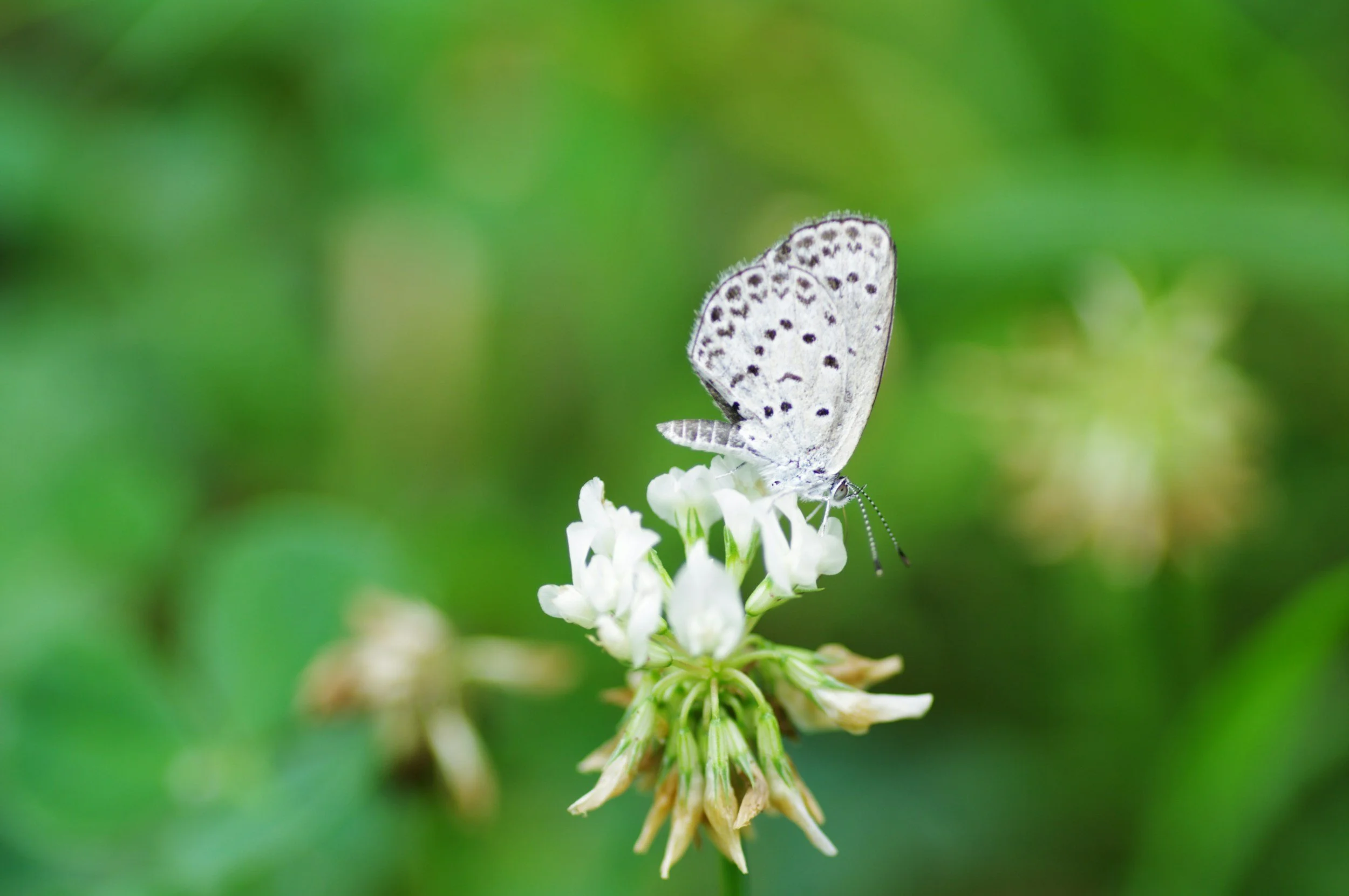What Mindfulness Actually Means (and What It Doesn't)