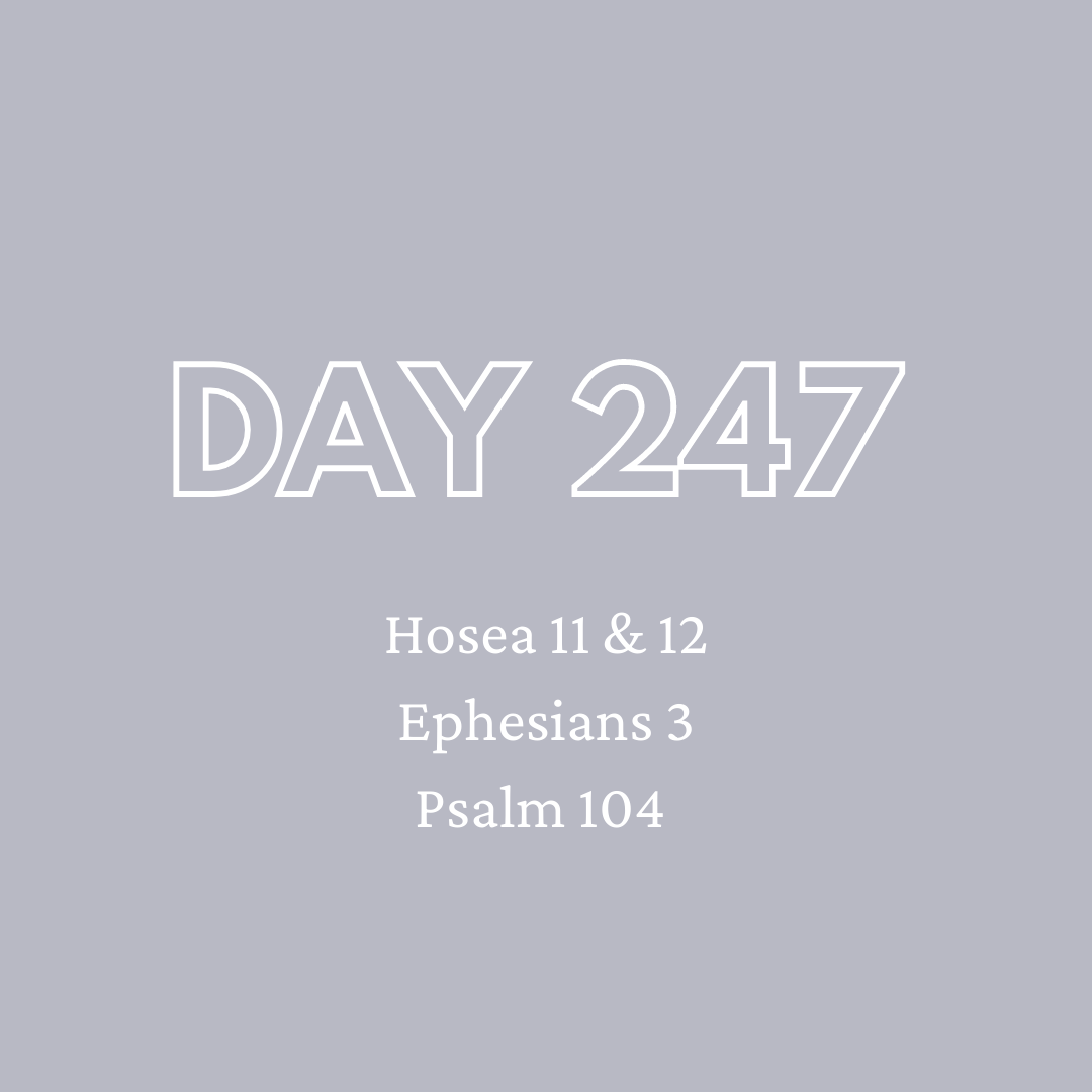 Daily Devotion - Day 247