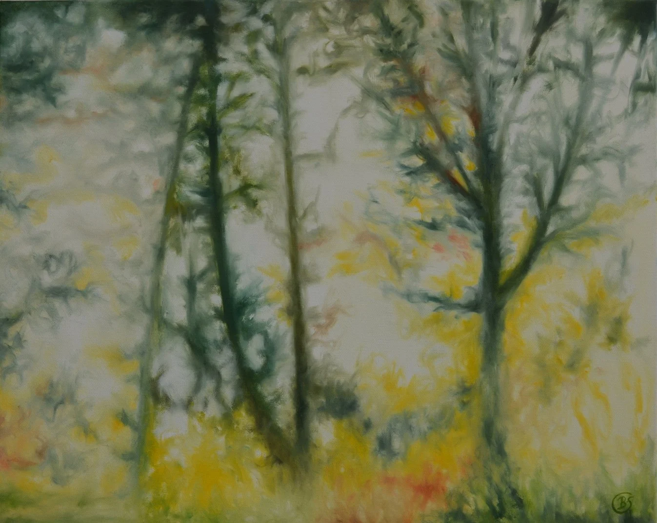 Sunlight Through Trees