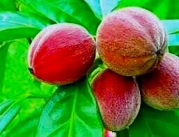 Blushwood tree fruit for sale