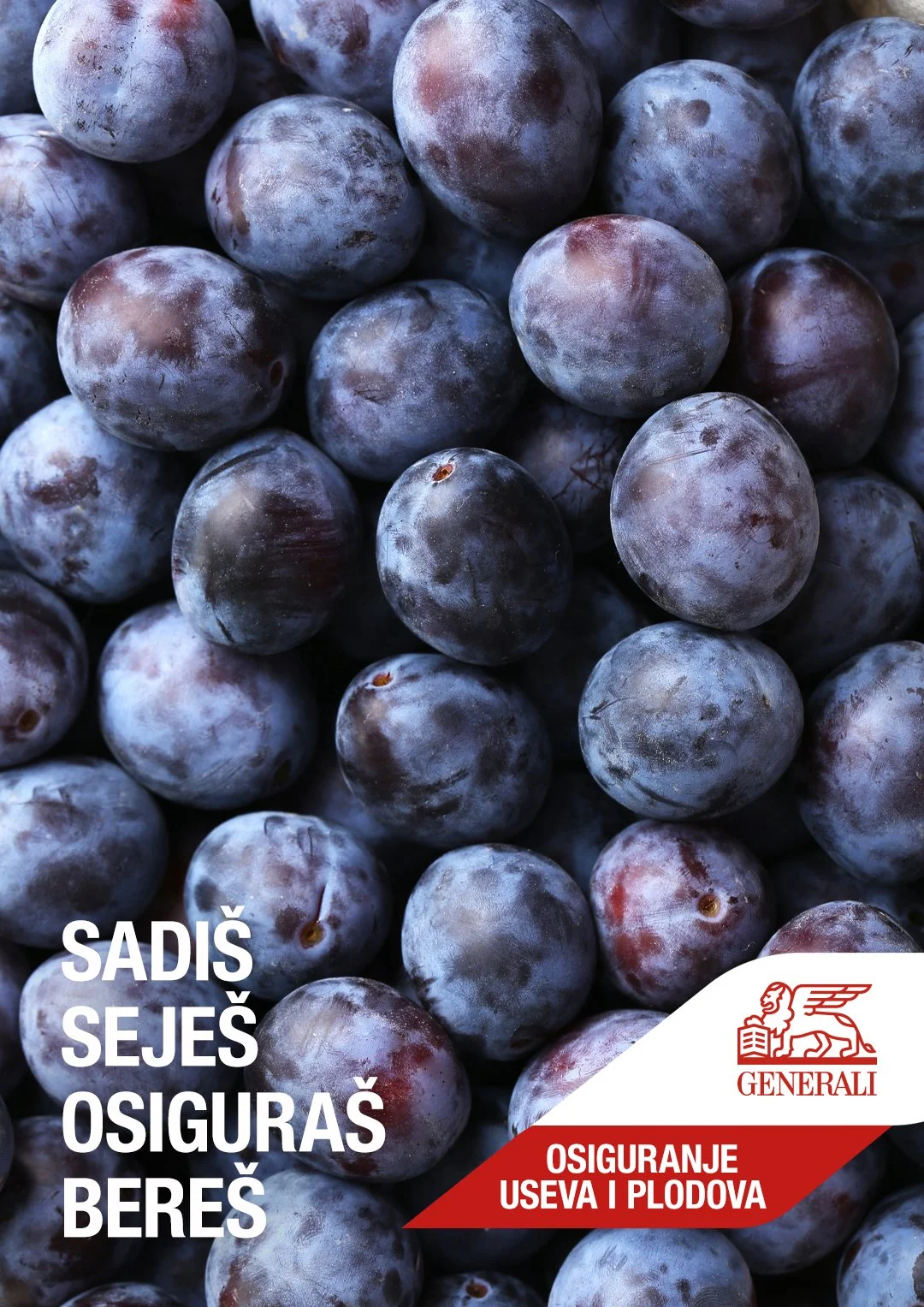 agro05.jpg