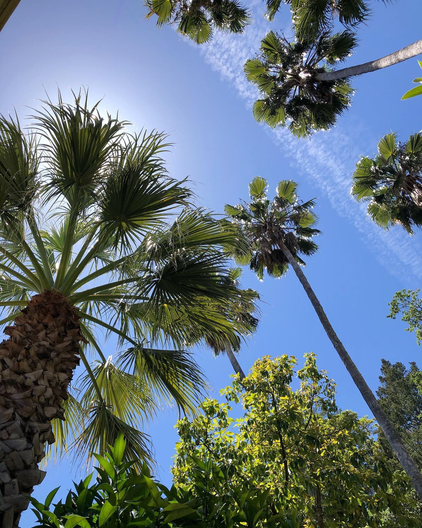 Palms for days #kenwoodinn #shade #hotel #grounds #palmtrees #tropical #visitcalifornia #cntraveler #escape #photography #naturephotography