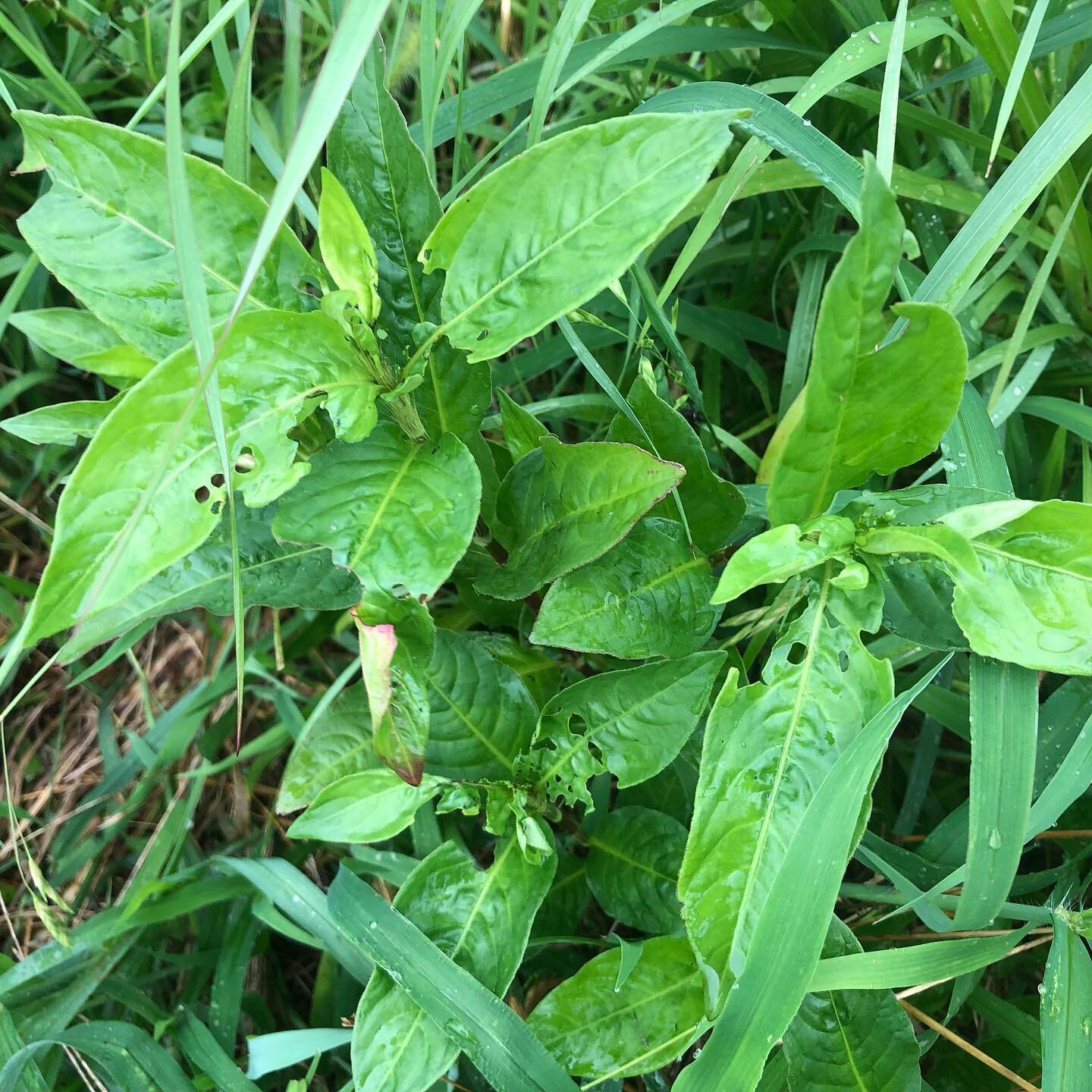 朝活で、藍畑の草取り。
漢方農法液肥散布。
藍の上澄みで作った忌避剤
散布。

朝活も疲れた〜。

アー、藍の生育が悪い。
肥料が少な過ぎた〜。

青々と育っている藍
と
色も悪い、貧弱な藍。

漢方農法液肥を今日仕込んで、また散布しよう。

そろそろ藍の刈り取り時期
なのに。

#藍畑作業 
#無農薬の藍 
#うきは市 
#漢方農法 
#藍の生育が悪い
#konoito 
#少し丁寧な暮らし 
#コノイト 
#このいと