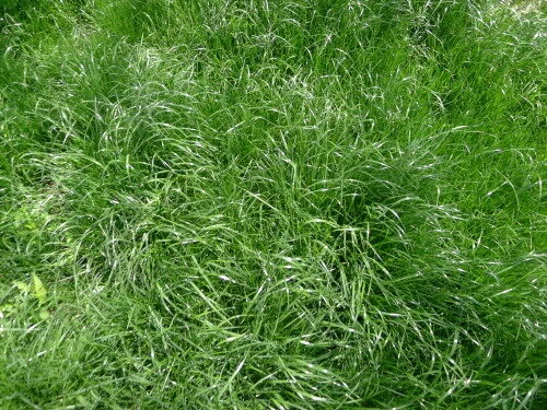 The Grass is Greener (May 19, 2012)