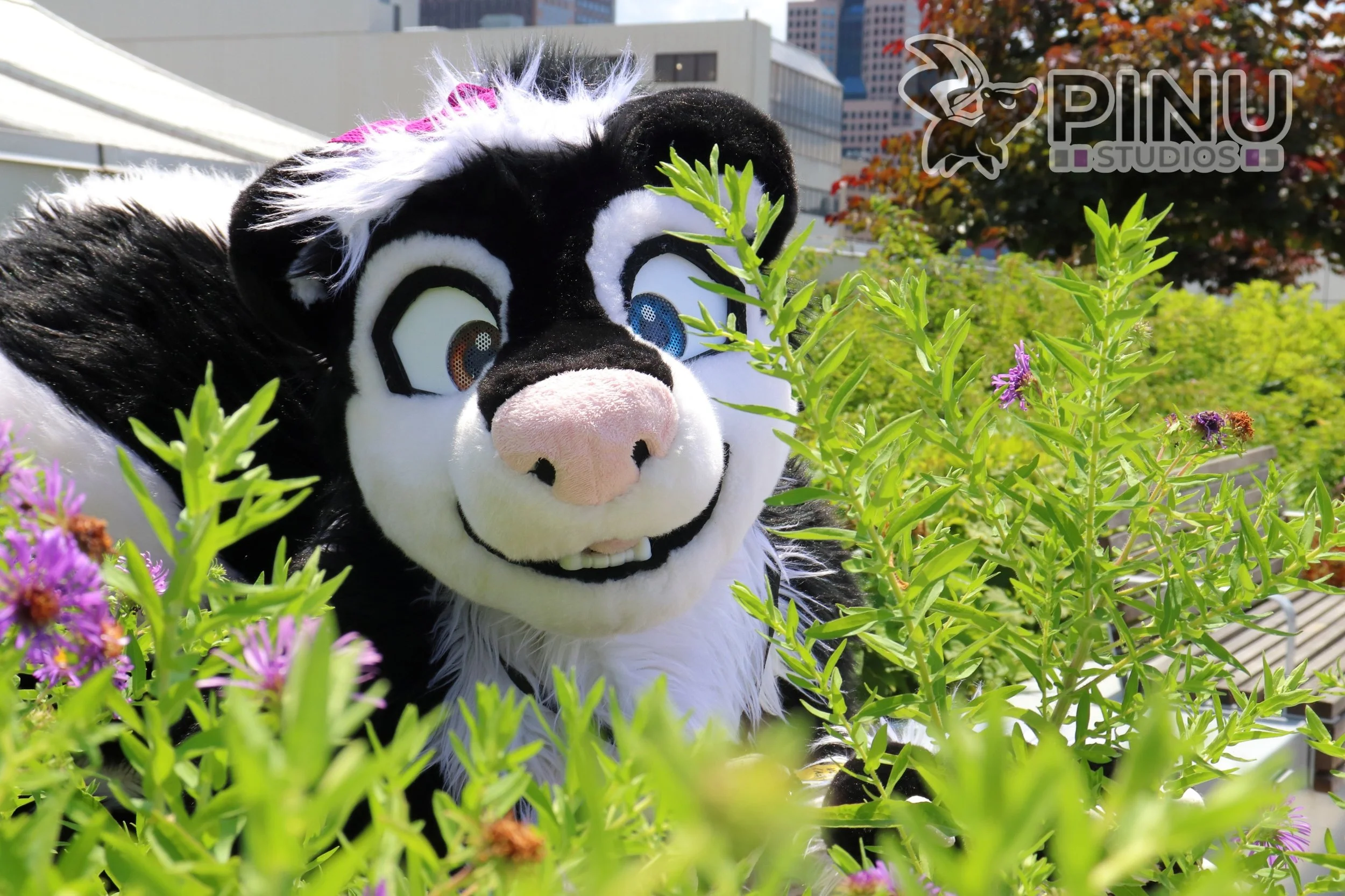 Skunk garden.jpg