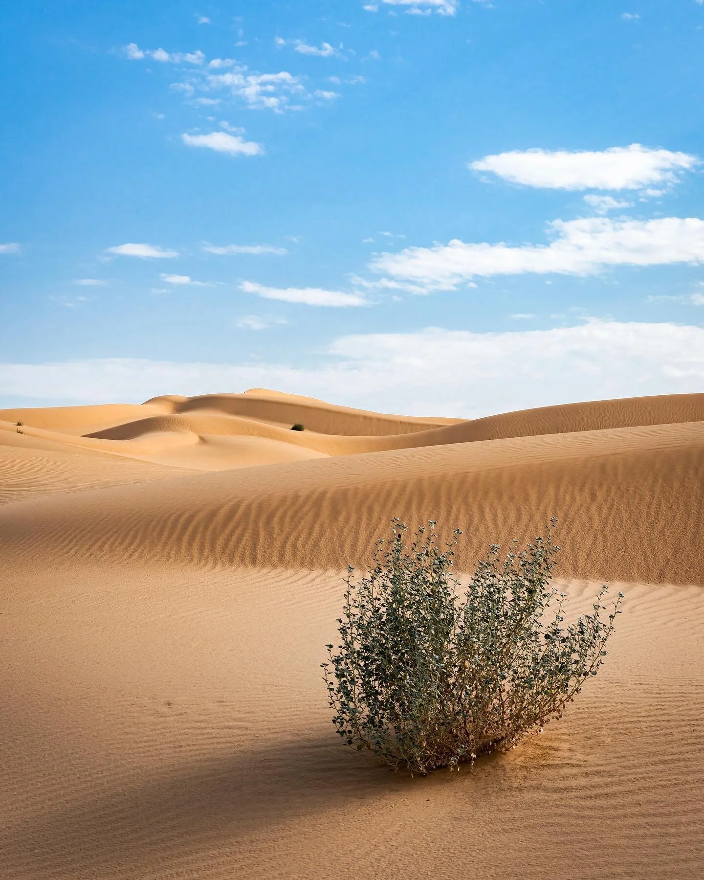 Desert Days - went back into the archives for this one! Took this photo about a week after buying my D750 and tried my best to get lost in the dunes