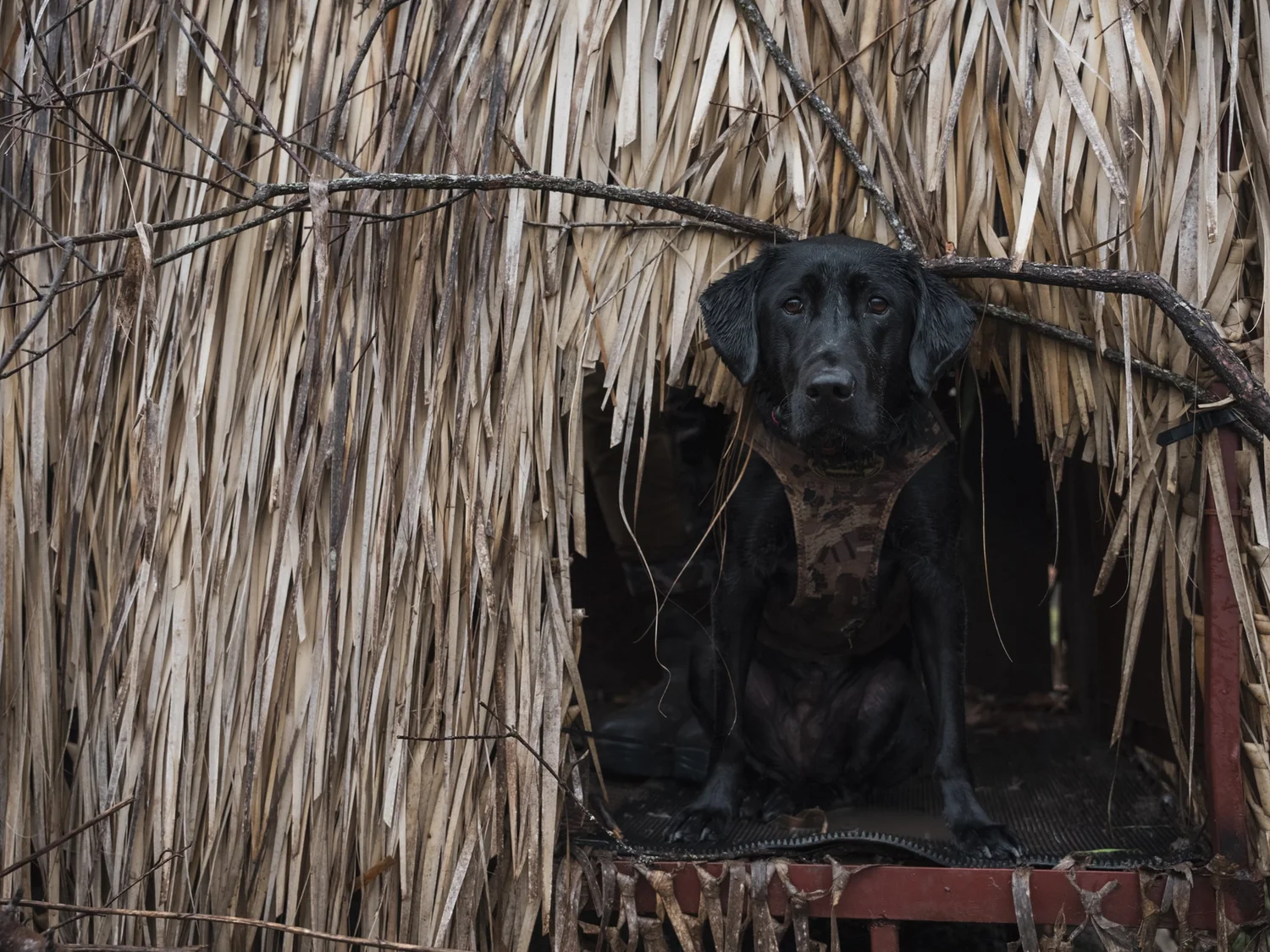 A Dog Worth Hunting Over