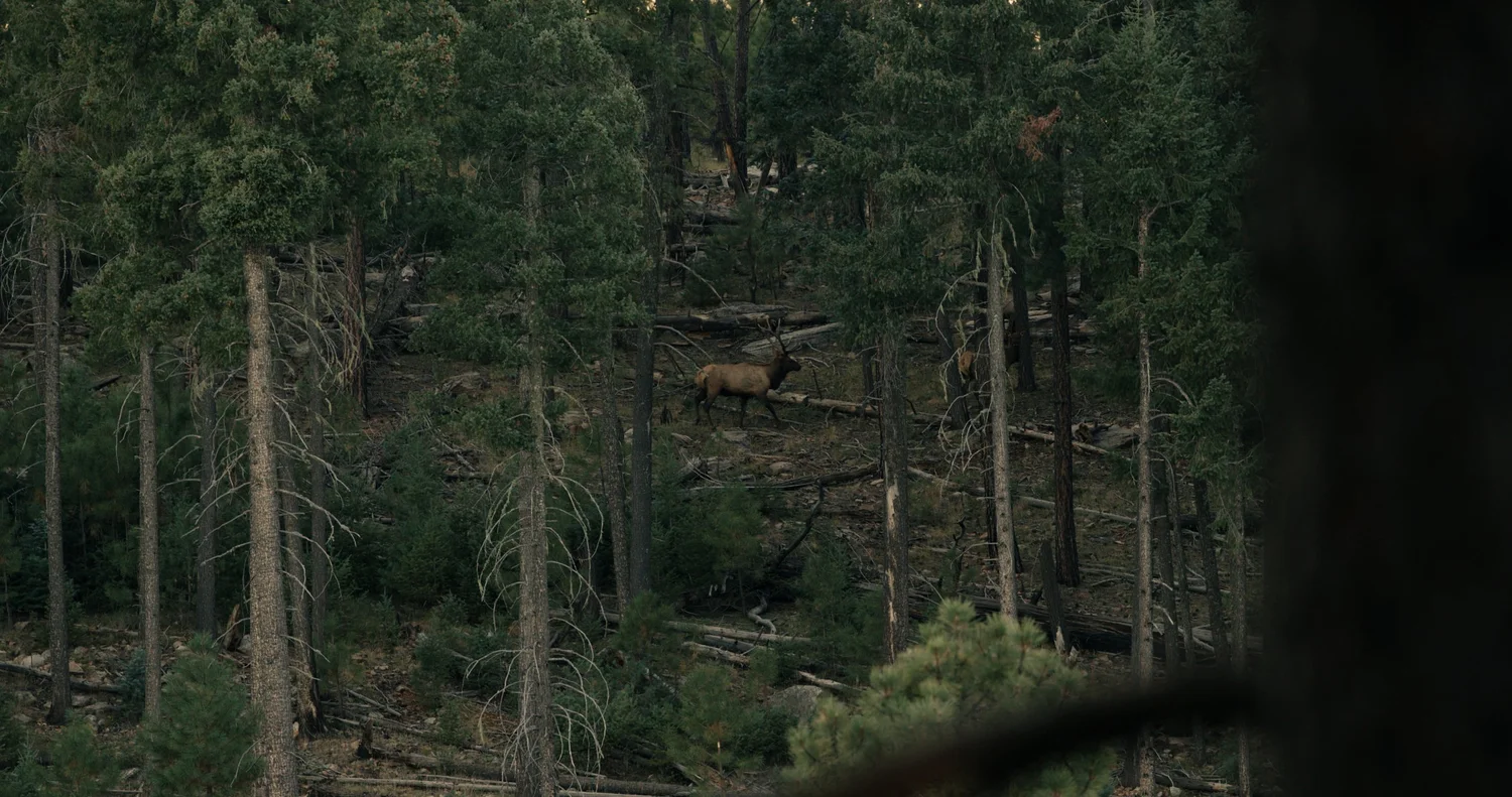 Low Fence vs. High Fence Hunting