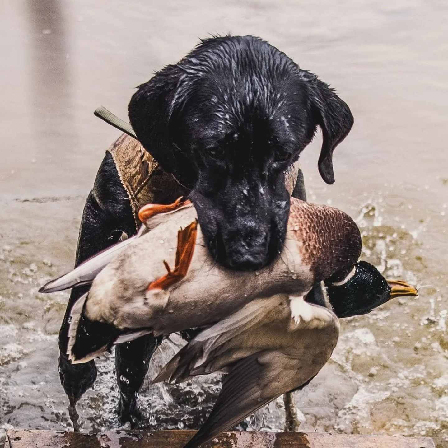 Texas is a magical place for duck hunting - Generous bag limits, numerous species available, and good weather make it a sportsman&rsquo;s paradise.