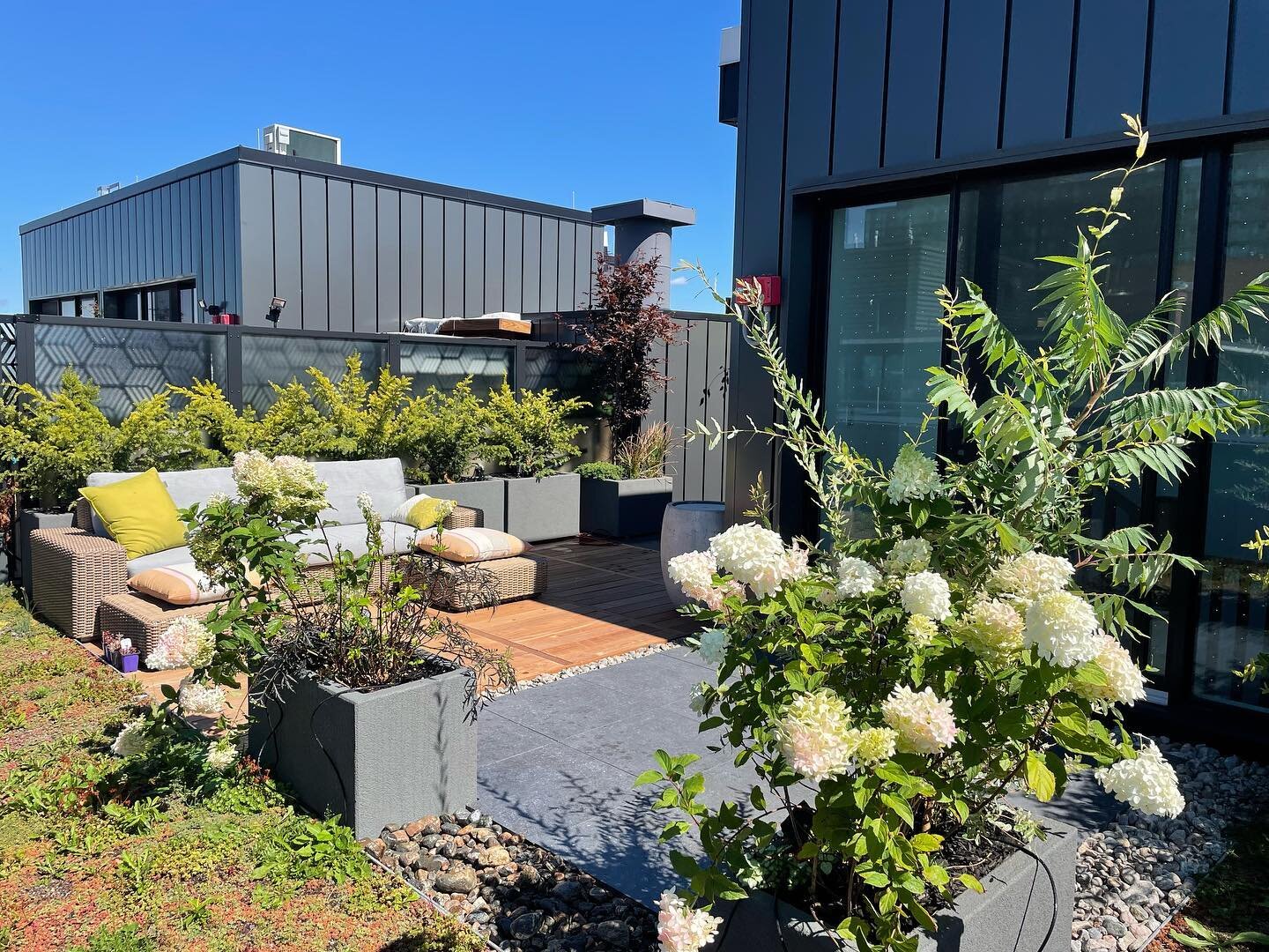 650 sqft green roof with a charcoal colour scheme. Sunburst yews create a privacy wall in our custom insulated planter boxes. A variety of dappled willows and hydrangeas surround our modular Ipe decking, charcoal porcelain tiles and river rock.