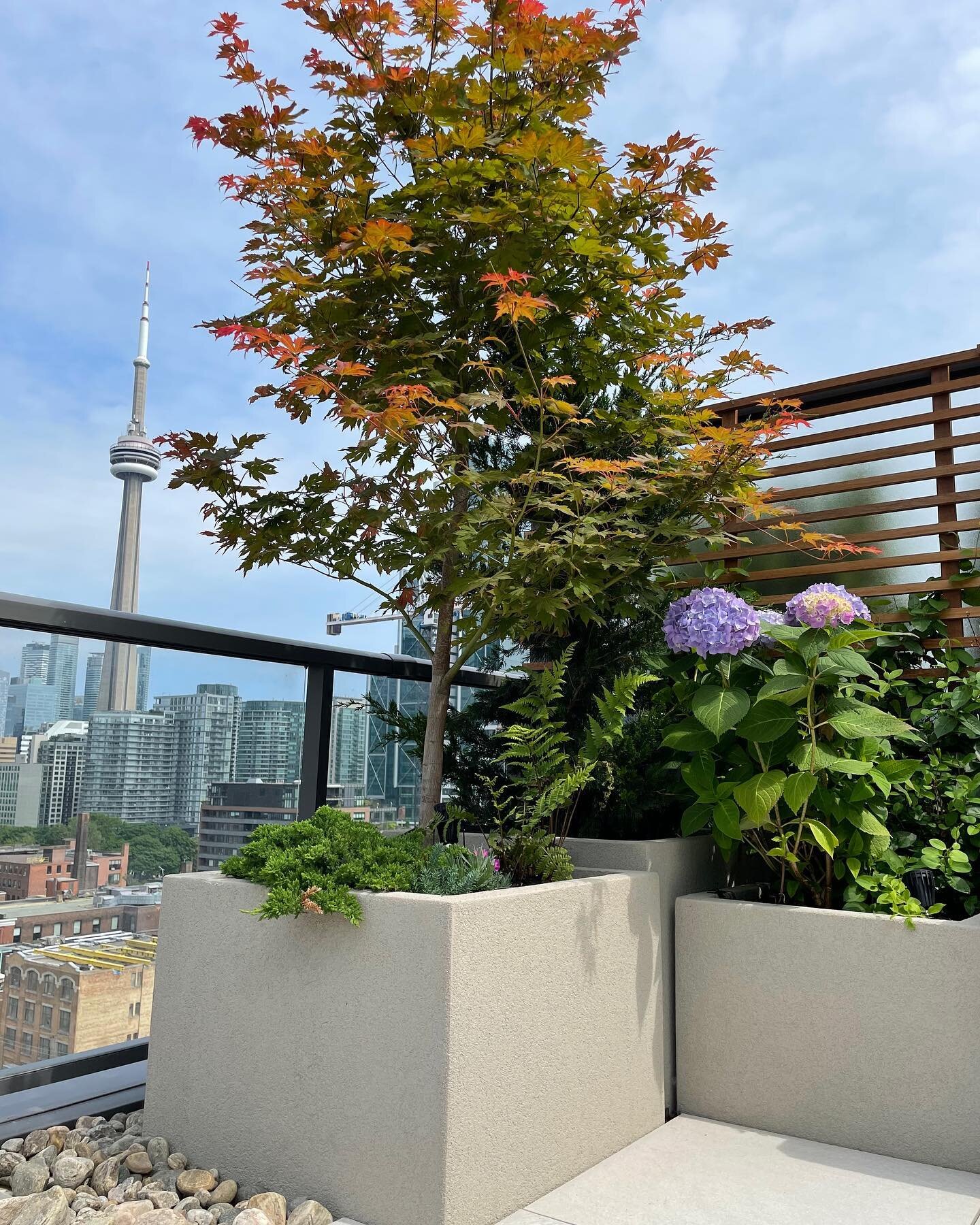 Cluster of our custom Box insulated planters with base coverage including Japanese junipers, climbing hydrangeas, japanese painted fern surrounding a multicoloured 7&rsquo; Amur Maple.