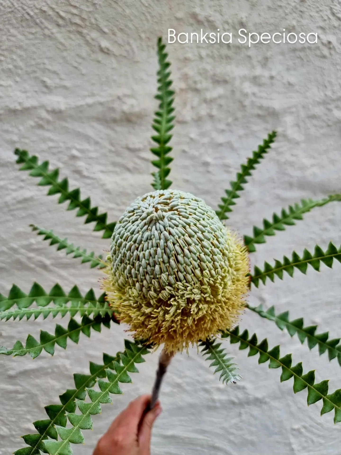Some of the banksia varieties in season atm 🥹 we are so lucky to have such unique beautful flowers right here in our corner of the world 🫶 

Being able to support local growers with my flowers biz is something really important to me as well ❤️ 

Wh