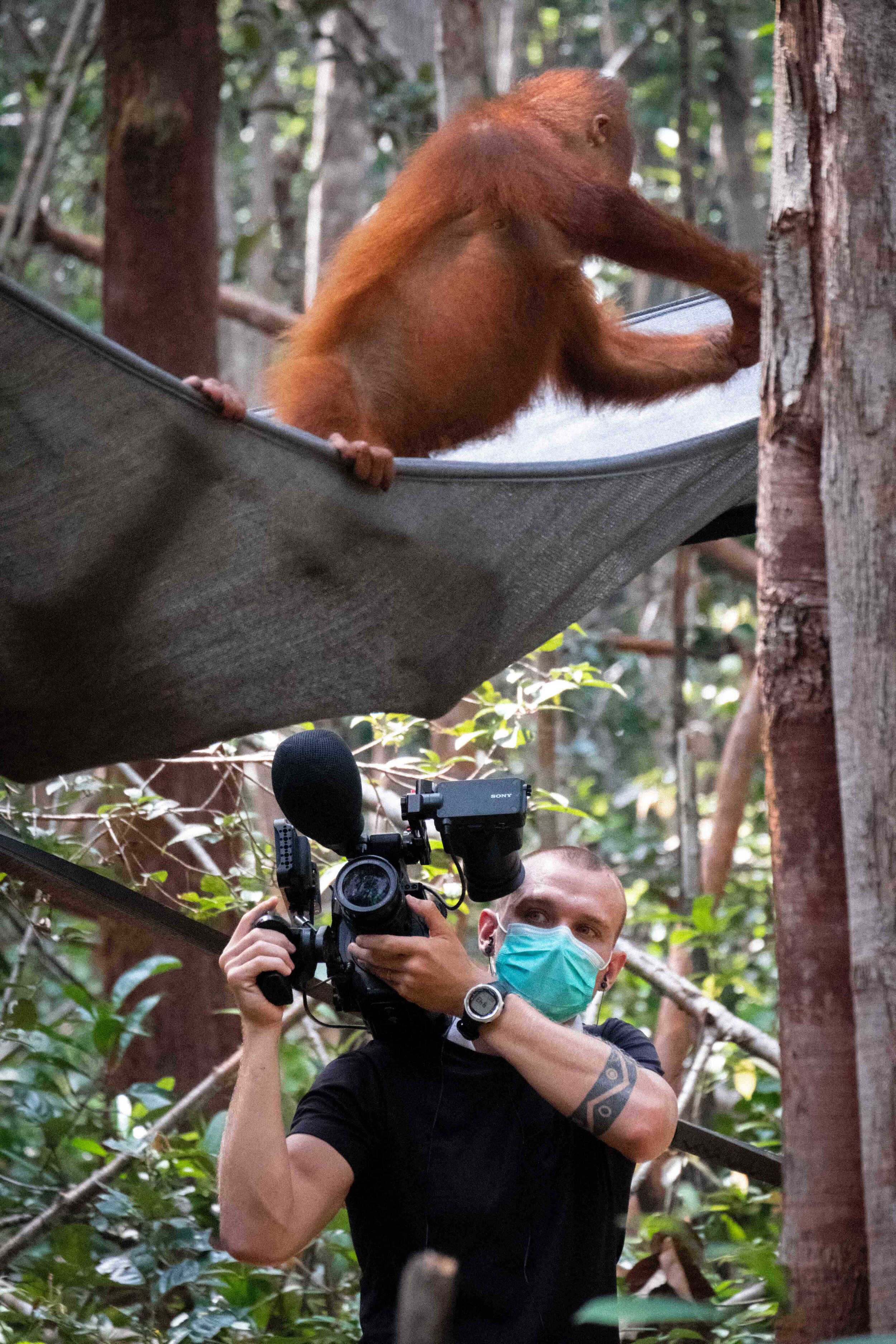 WFG - BOS baby orangutans 2.jpg