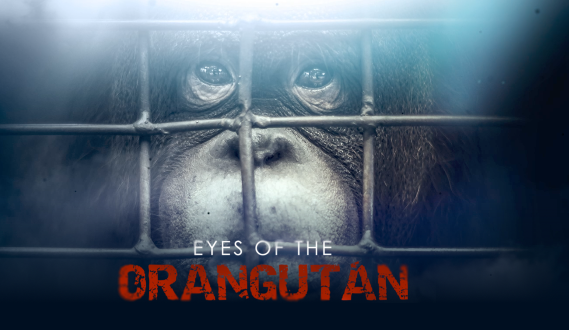 Documentary - "Eyes of the Orangutan"