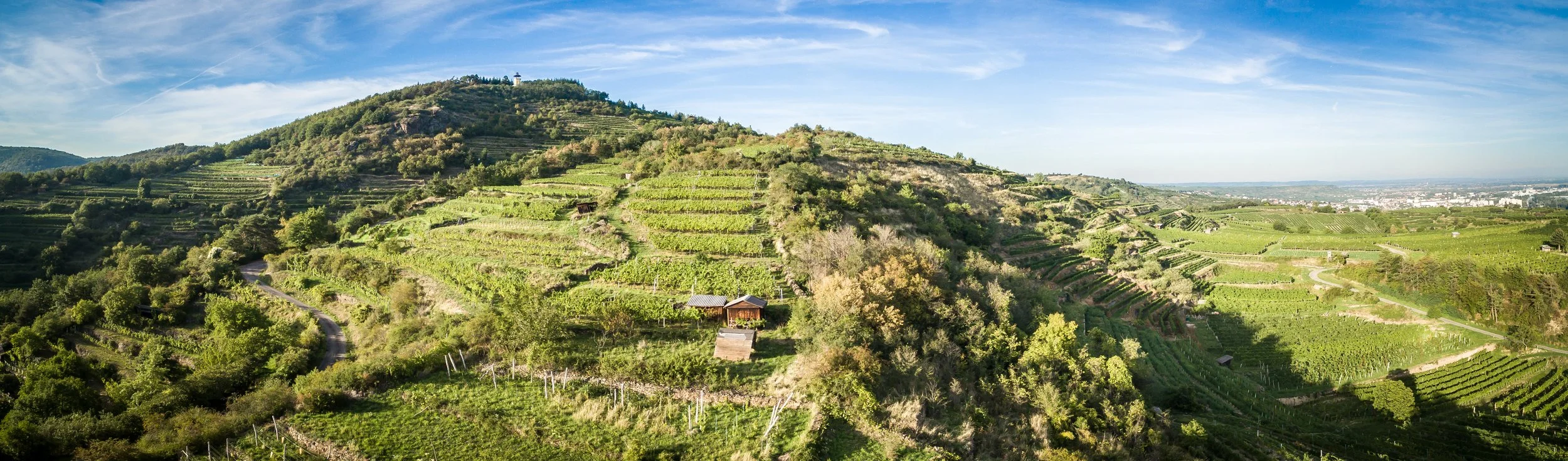 Ried Steiner Braunsdorfer – steile Terrassenlage im Kremstal