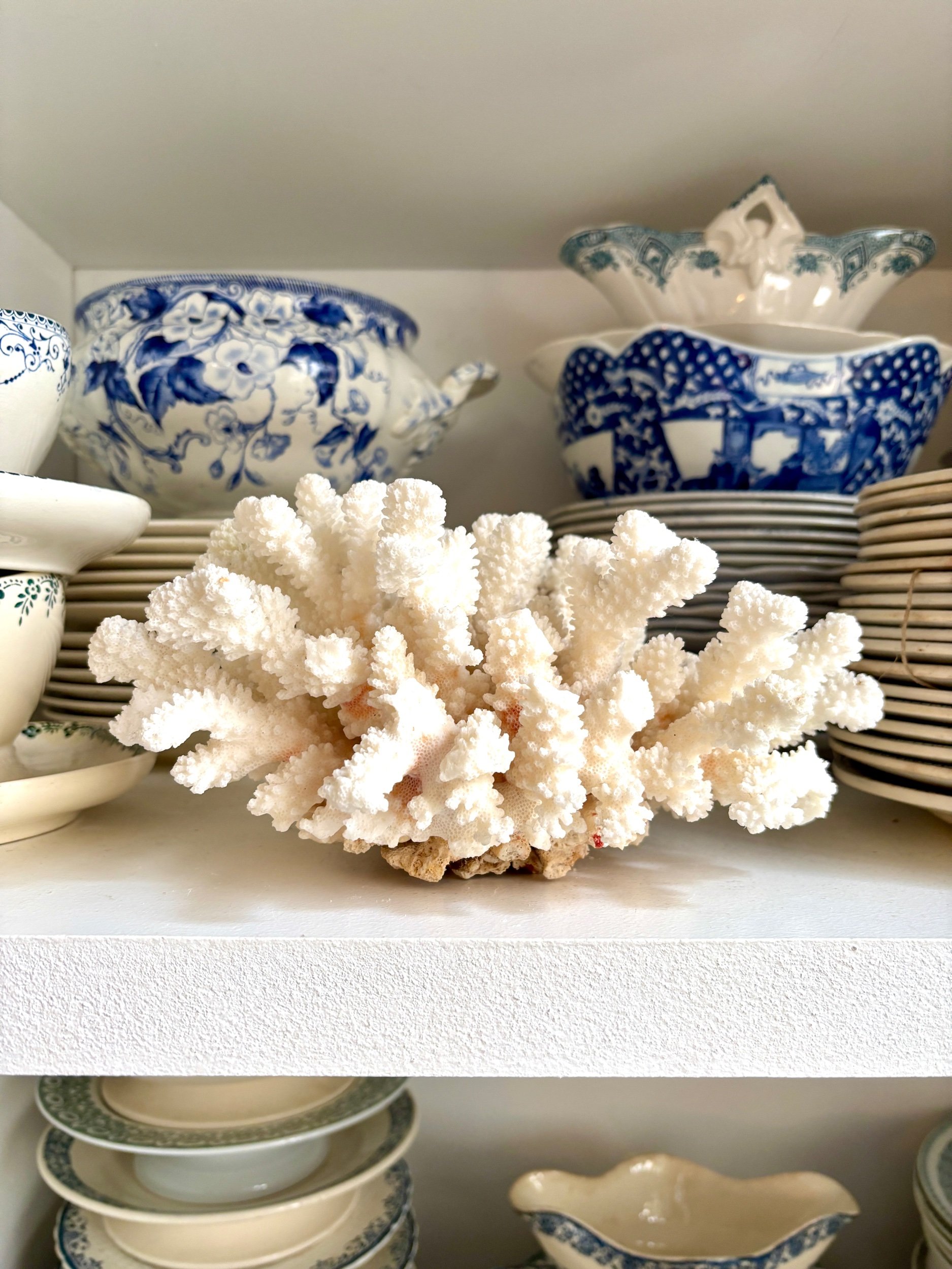 corail-acropora-2-blanc-cabinet-curiosites-vintage-axs-design-paris-france