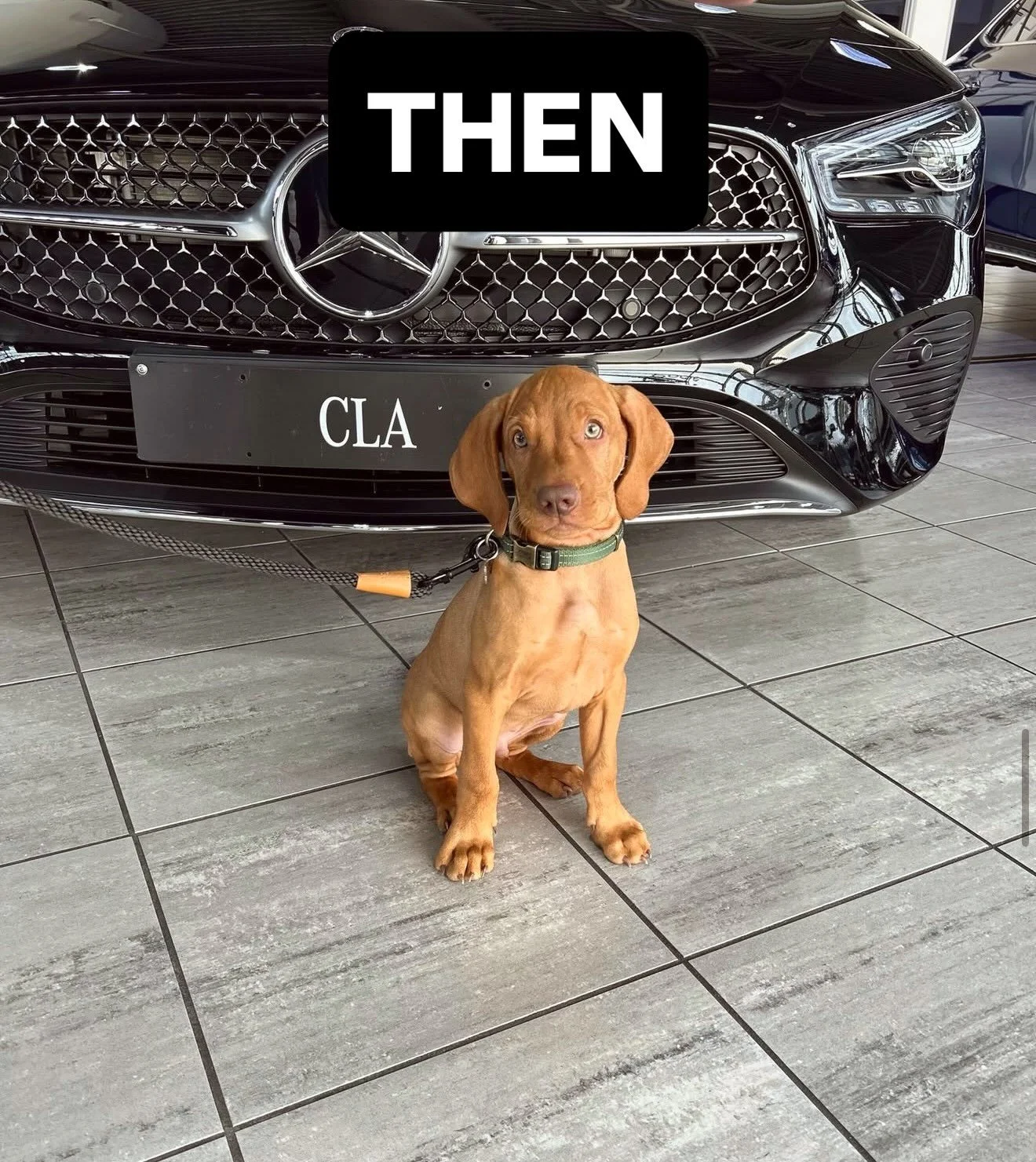 Had to recreate the same photo. Old CLA with Pluto and a photo of him now with the new CLA. 🥹 @sandownmercedesbenz @erinkate94 #viszla #viszlasofinstagram 

Here he is fully grown! (We hope 😅) Full of energy as always!