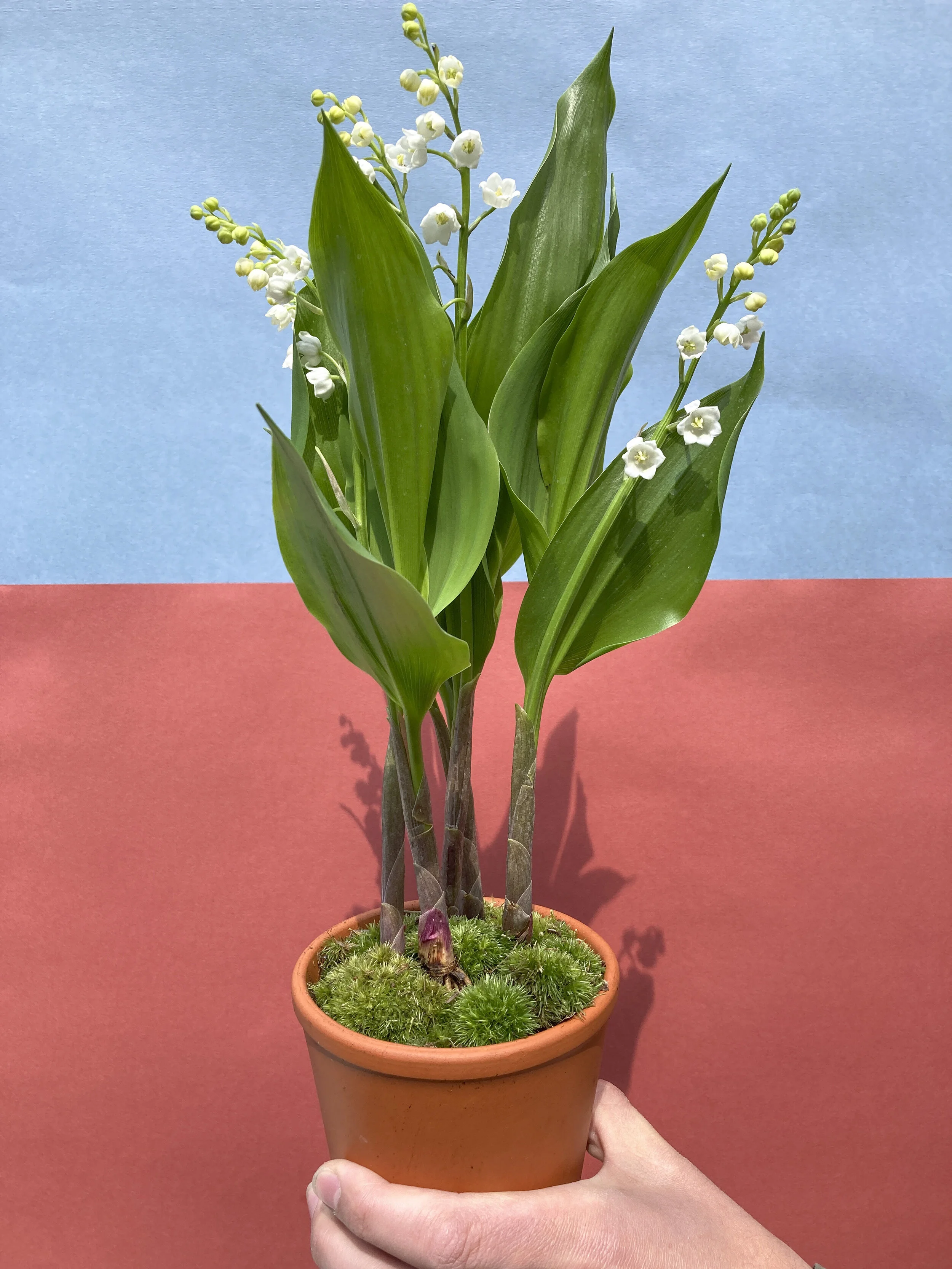 Muguet en pot