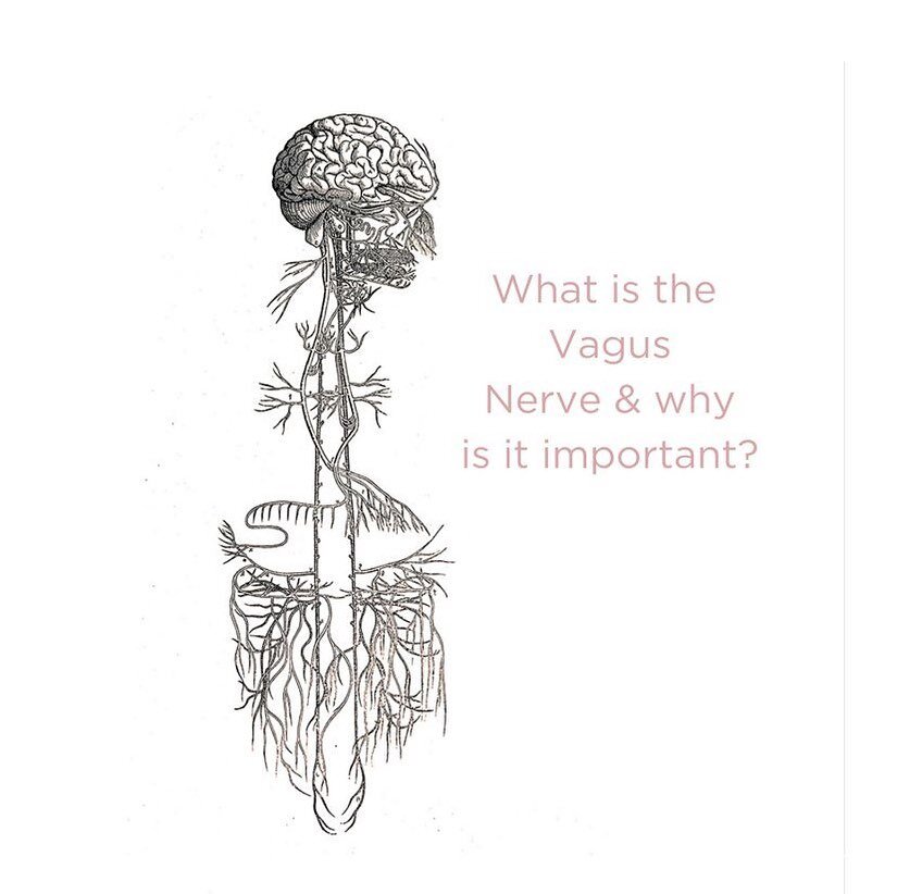 What is the Vagus Nerve &amp; why is it important?

The Vagus Nerve serves as the body's superhighway.  This cranial nerve carries information from our brainstem to our organs, including the gut, &amp; can control the body's response time to feeling 