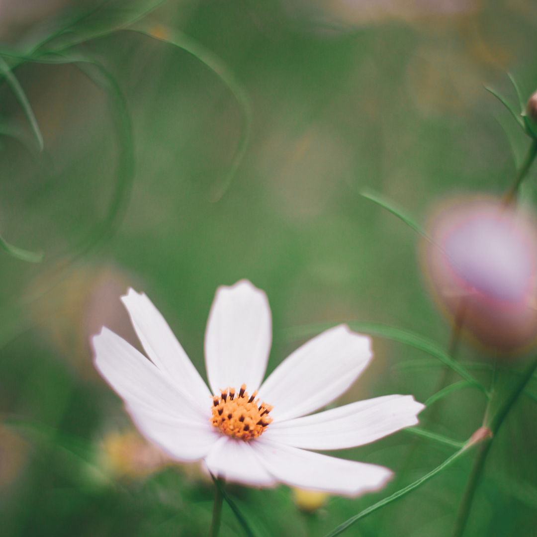 PAUSE Workshops  (1).png