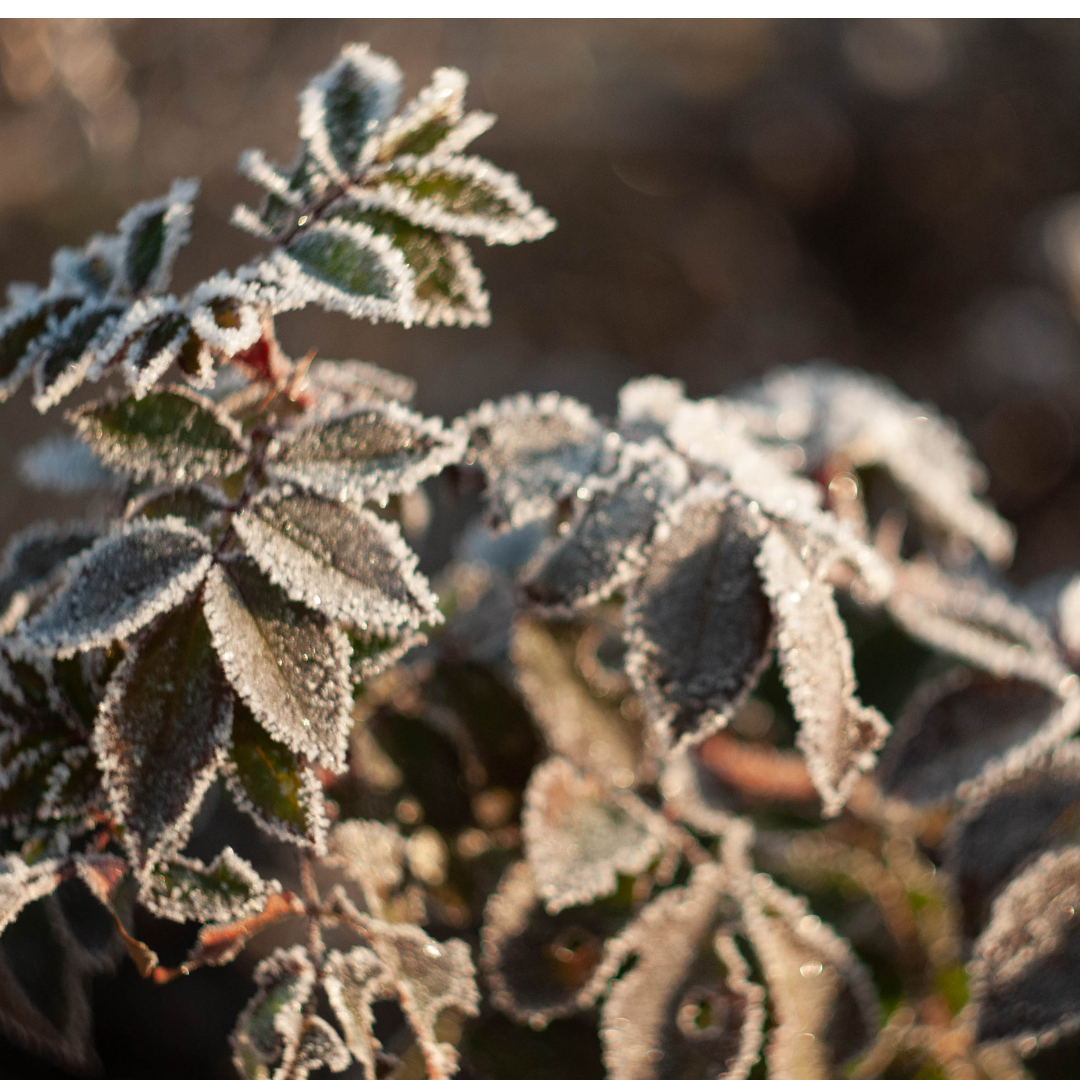 PAUSE Workshops  (3).png